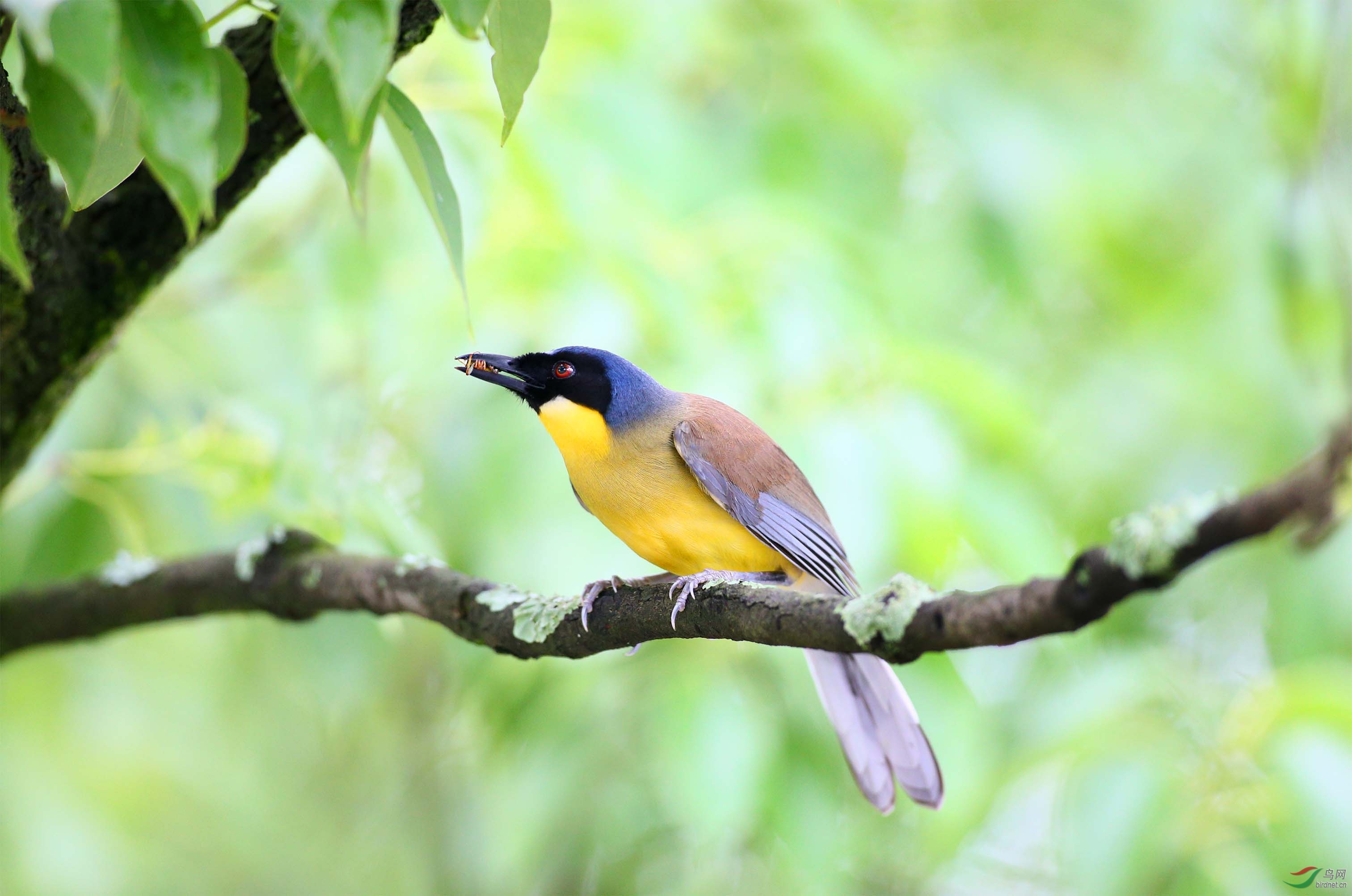 国家一级保护野生动物蓝颠噪鹛