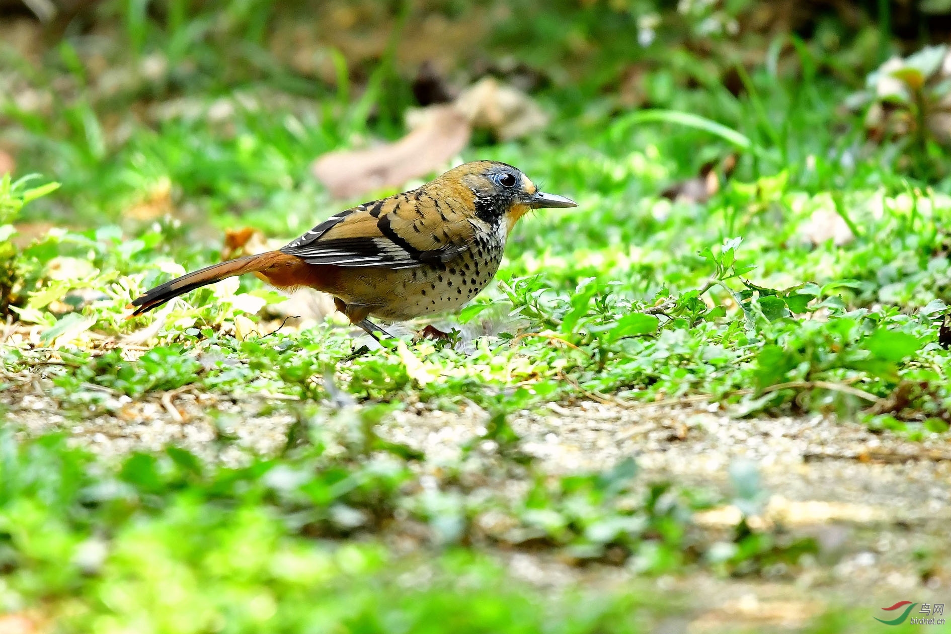 DSC_5458_����.jpg