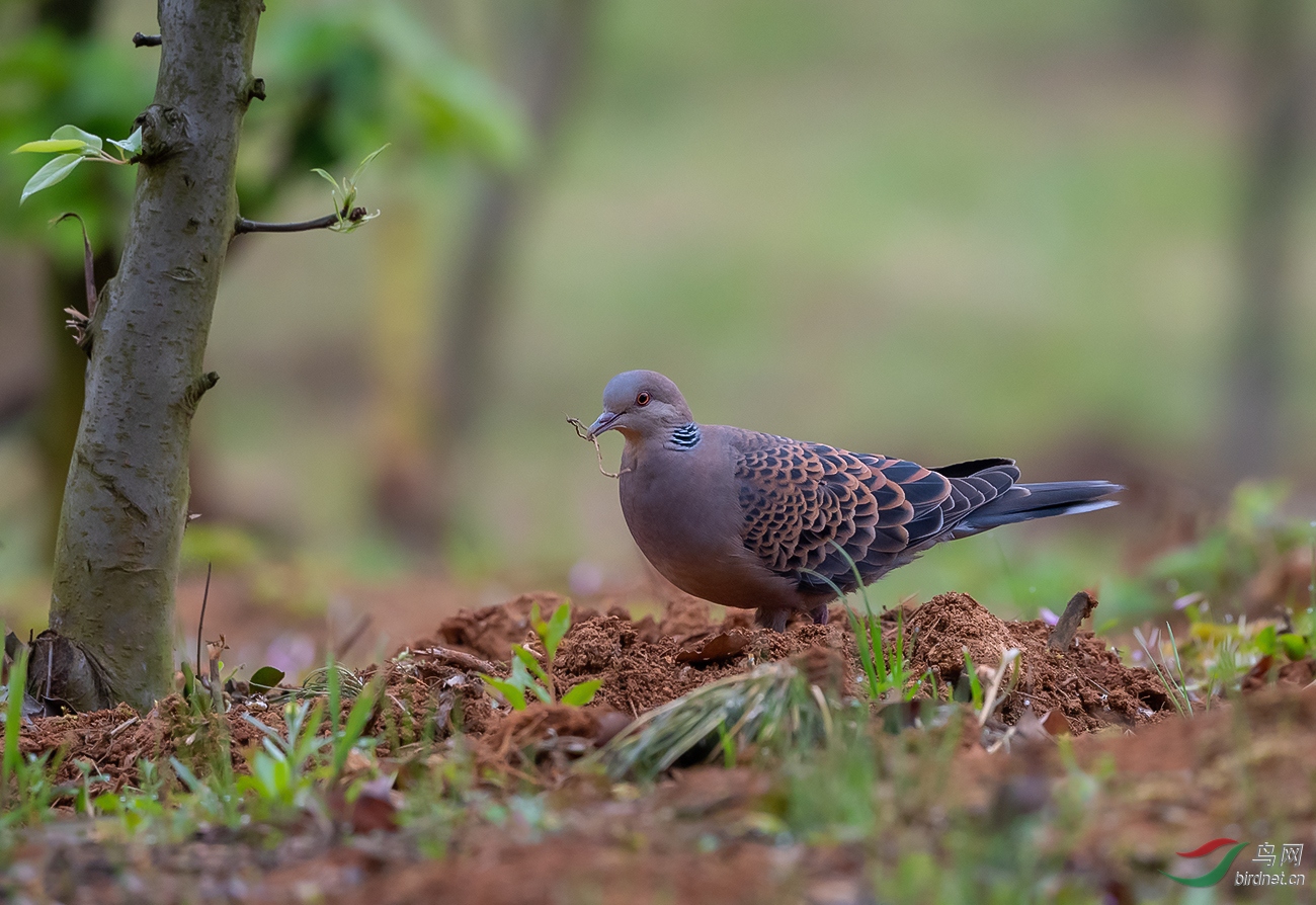 珠頸斑鳩