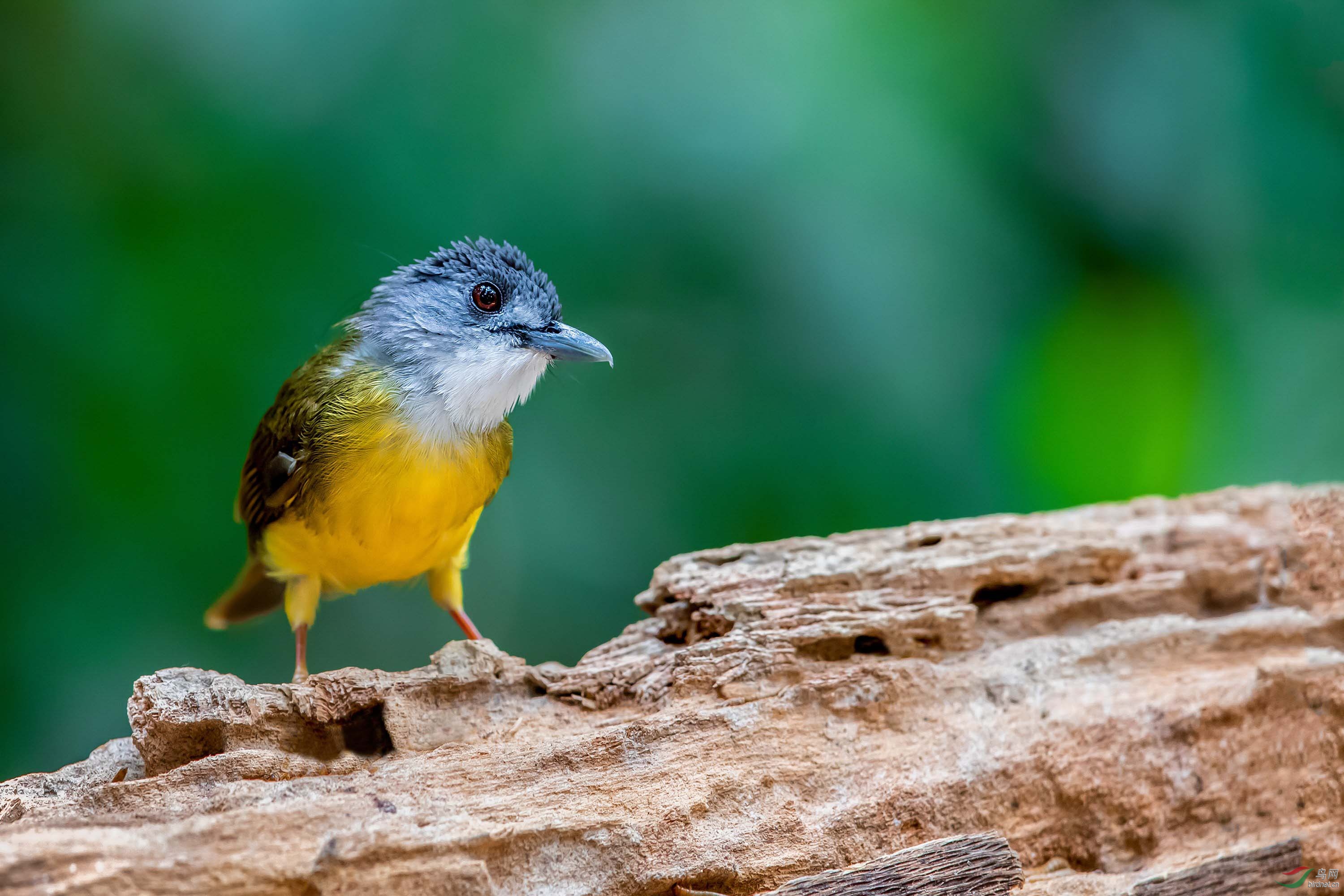 萌萌呆灰头冠鹎