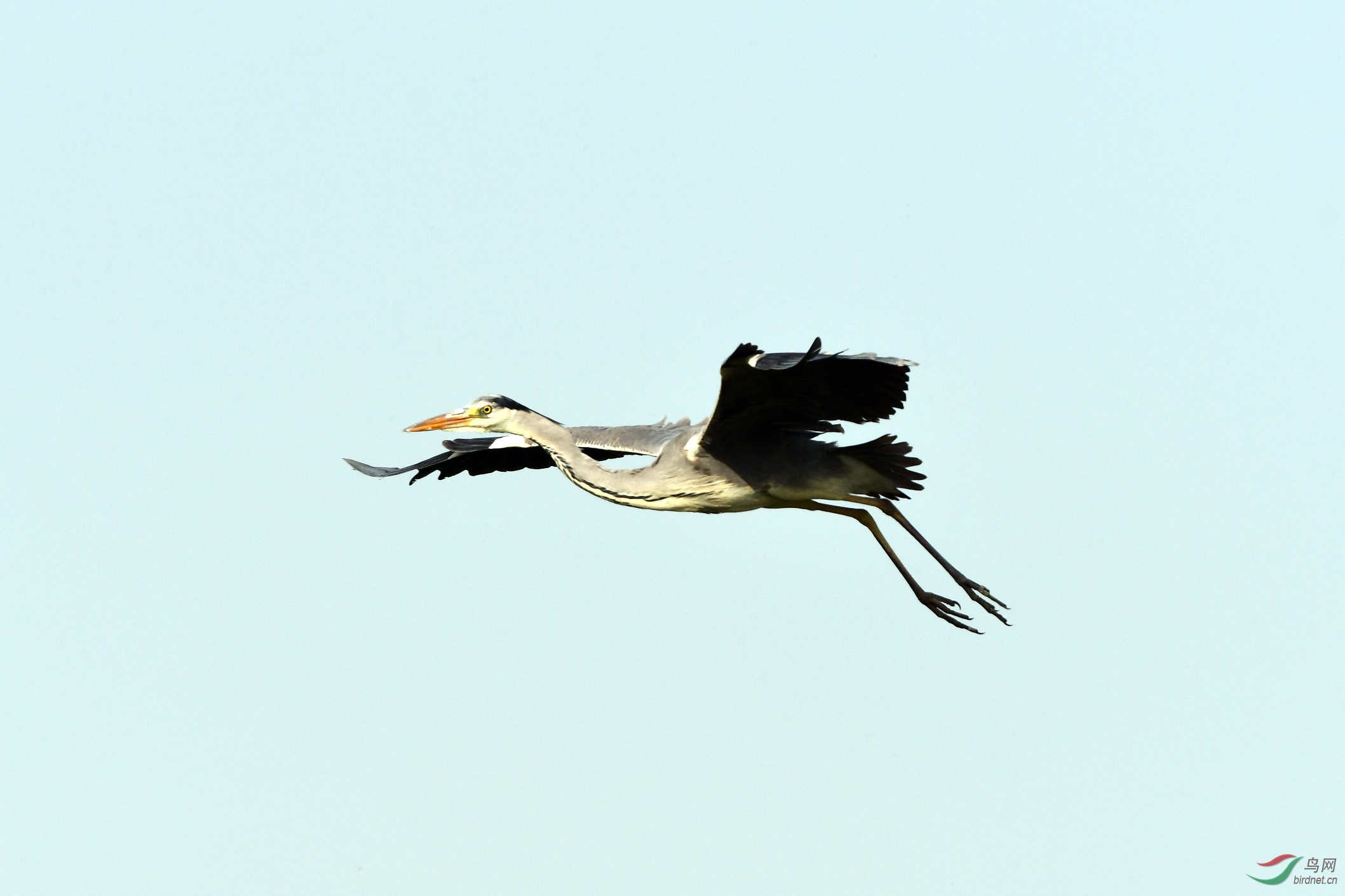 D50_3018.jpg