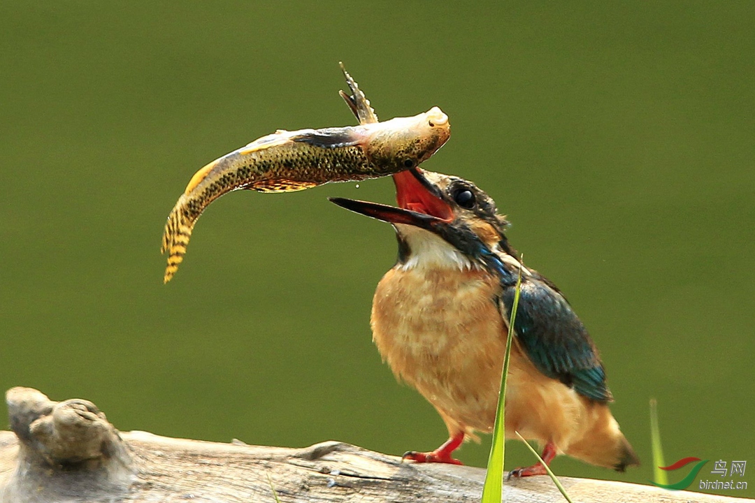 小翠《喜庆有鱼》 (祝贺荣获首页鸟类精华)