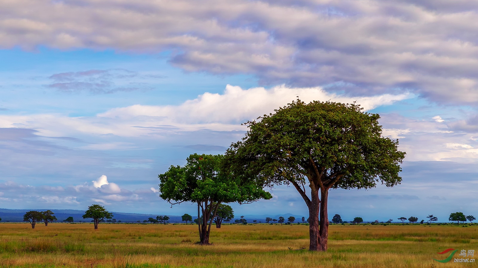 宁静的东非草原之晨