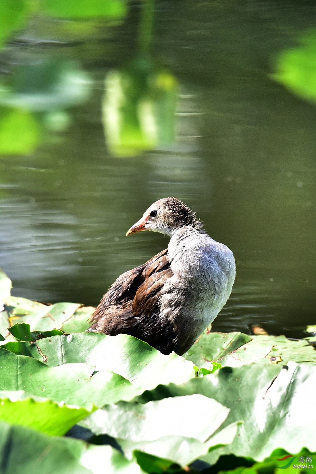 DSC_0941.JPG