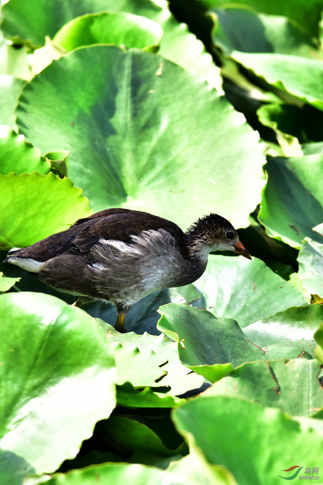 DSC_0942.JPG
