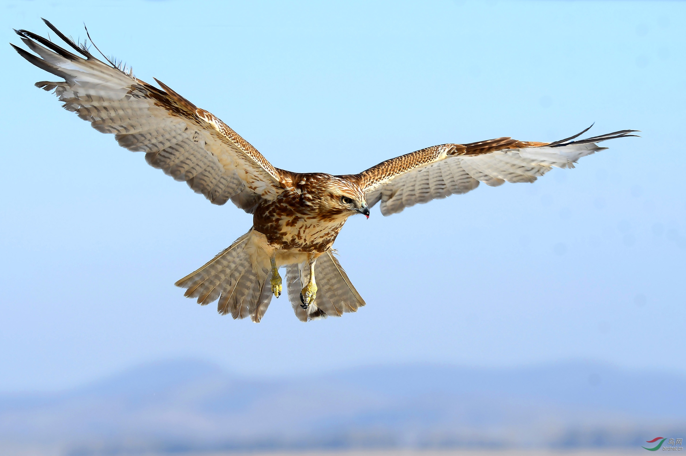 展翅搜寻(普通鵟)