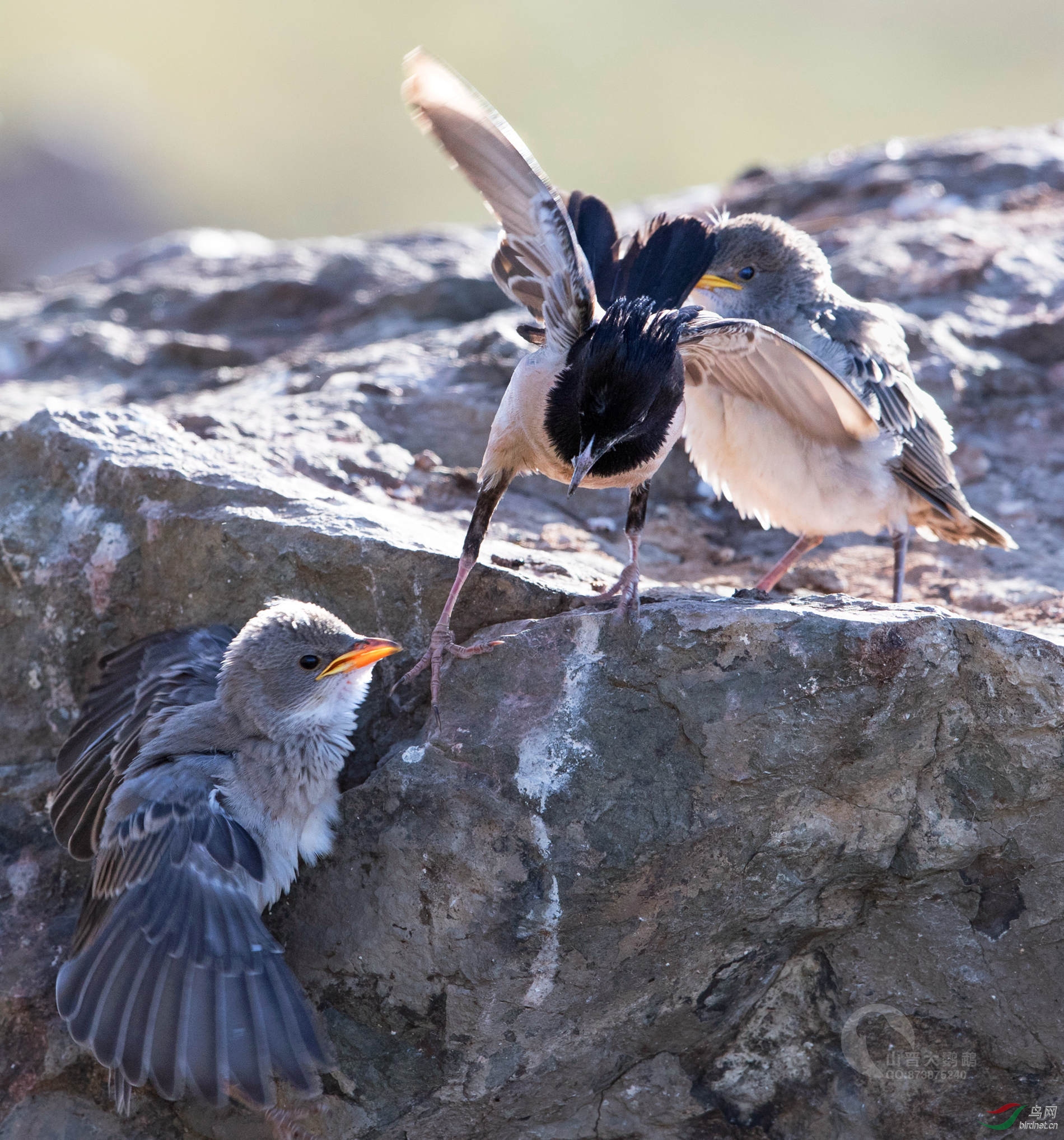 粉红椋鸟在新疆 (九~十三)娃娃系列