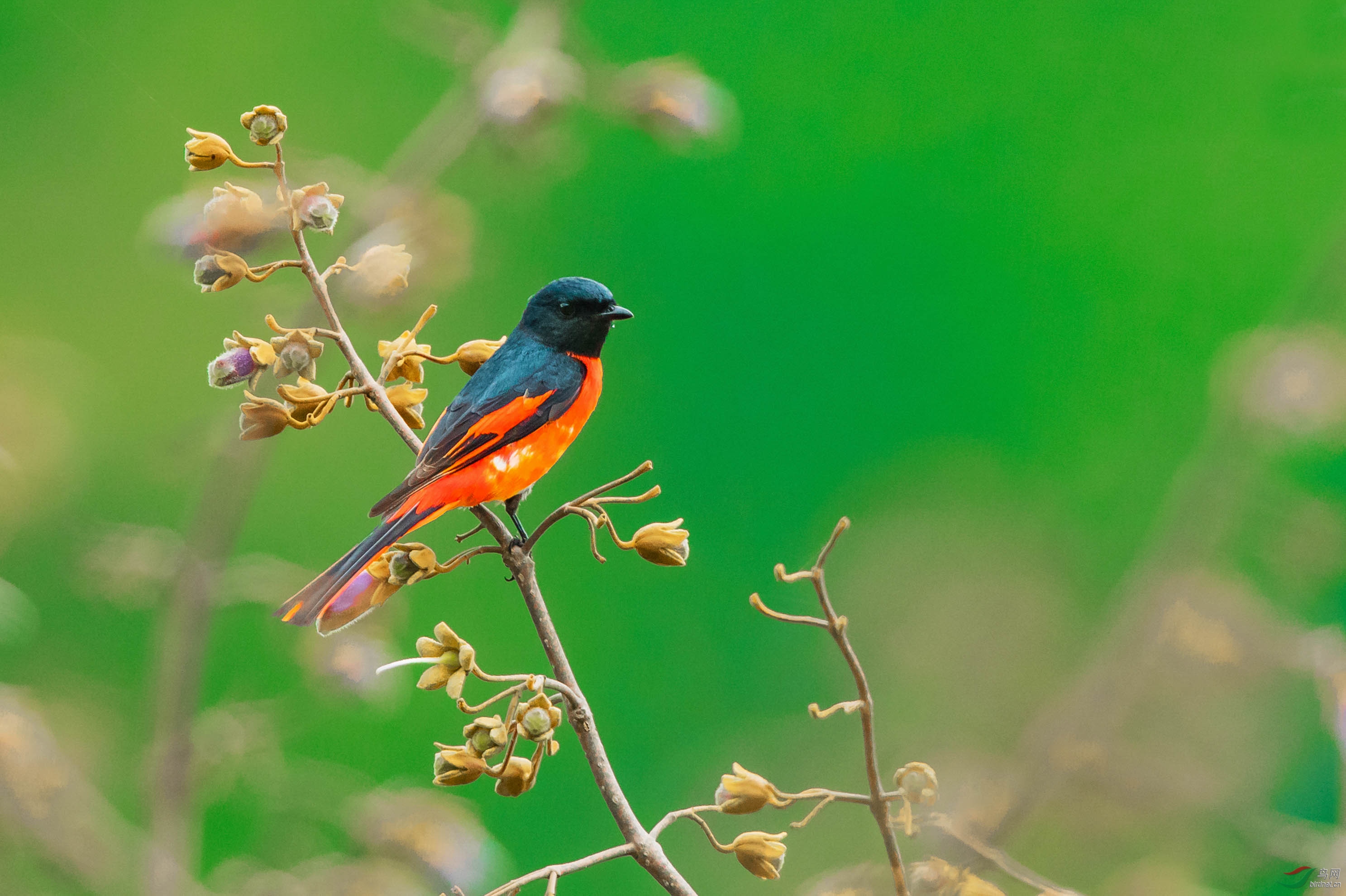 偶遇赤红山椒鸟