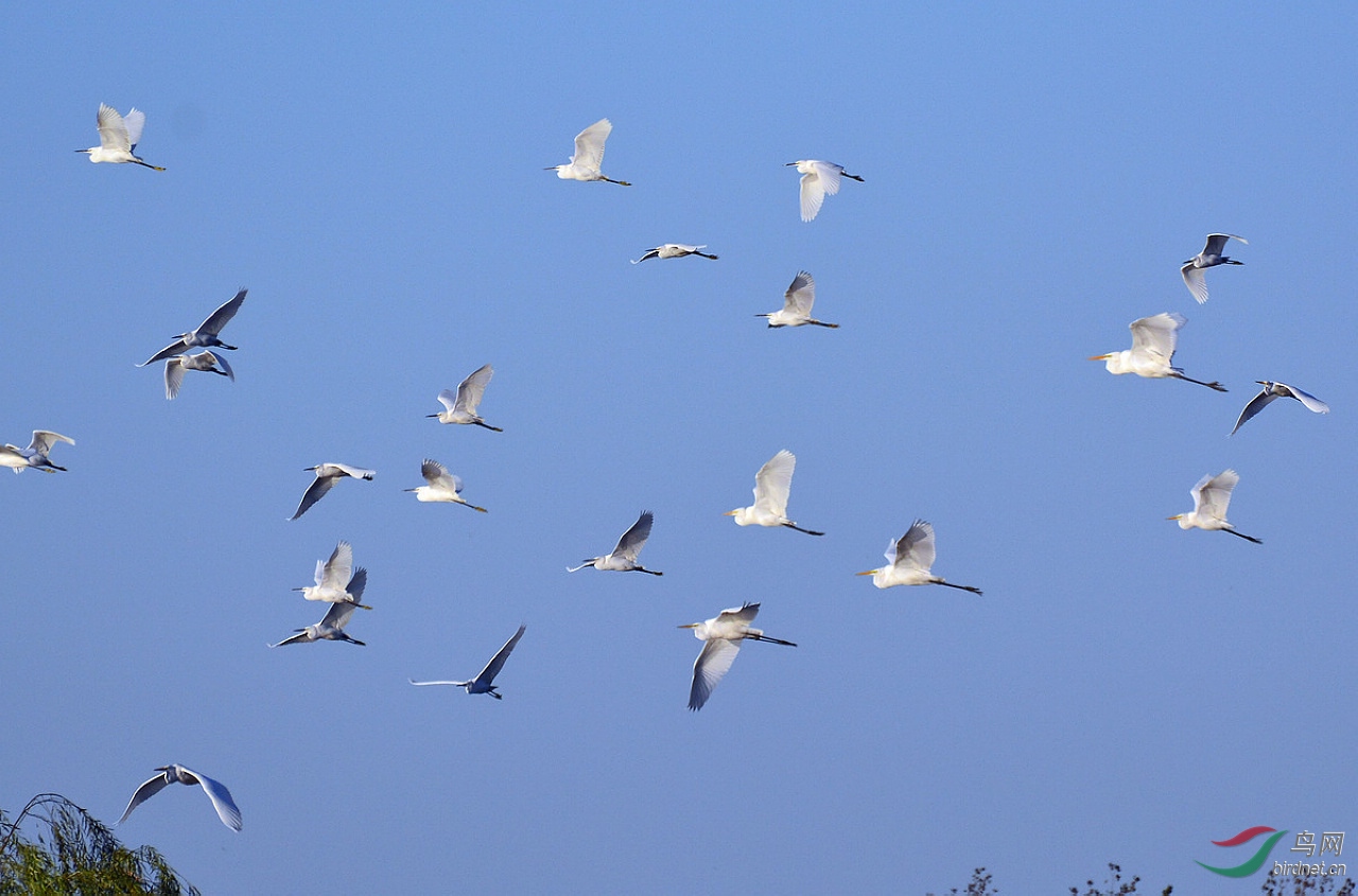 小白鹭翱翔兰天 - 鲁南湖湾拍鸟群鸟网