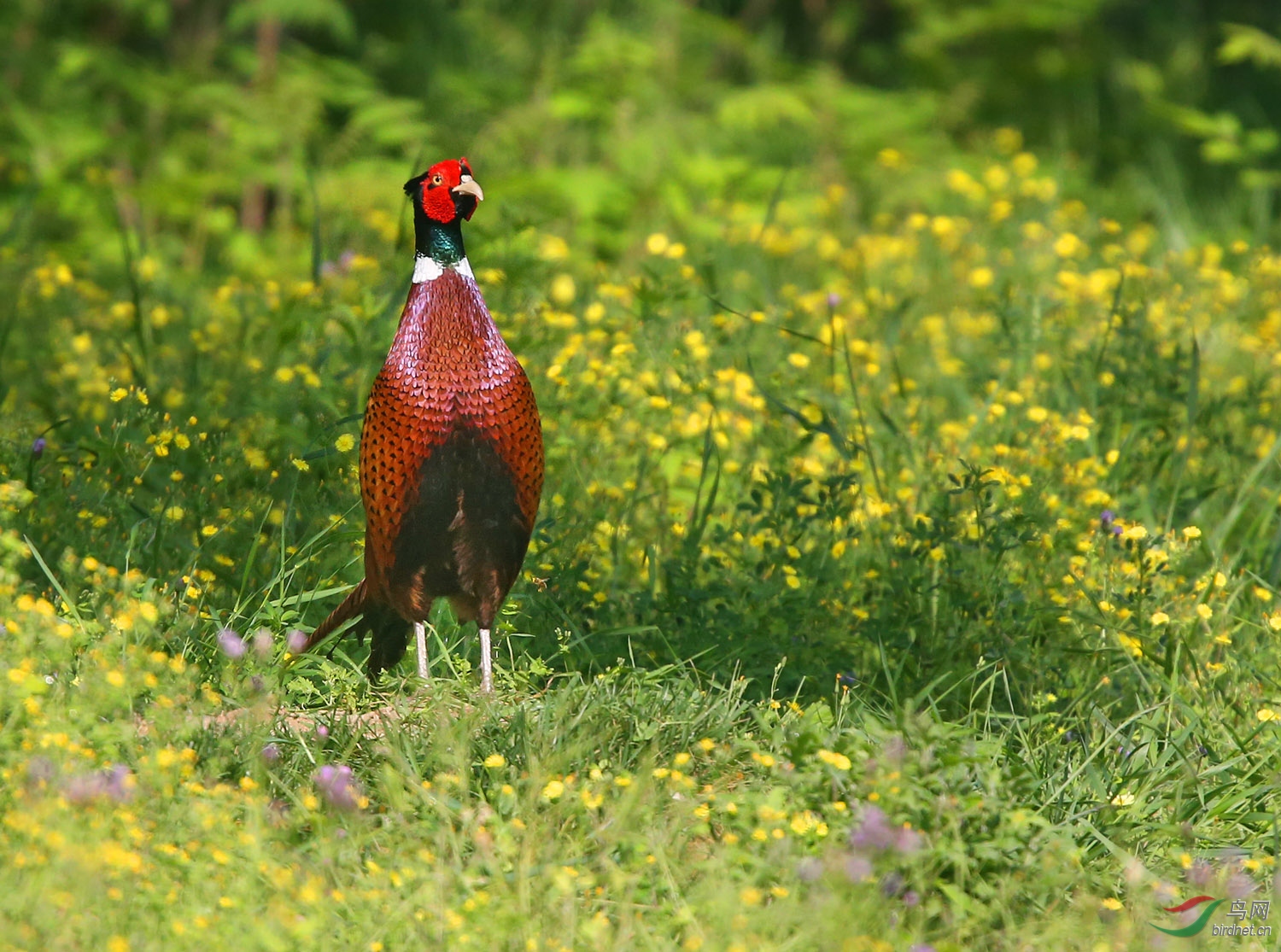 高傲的雉鸡