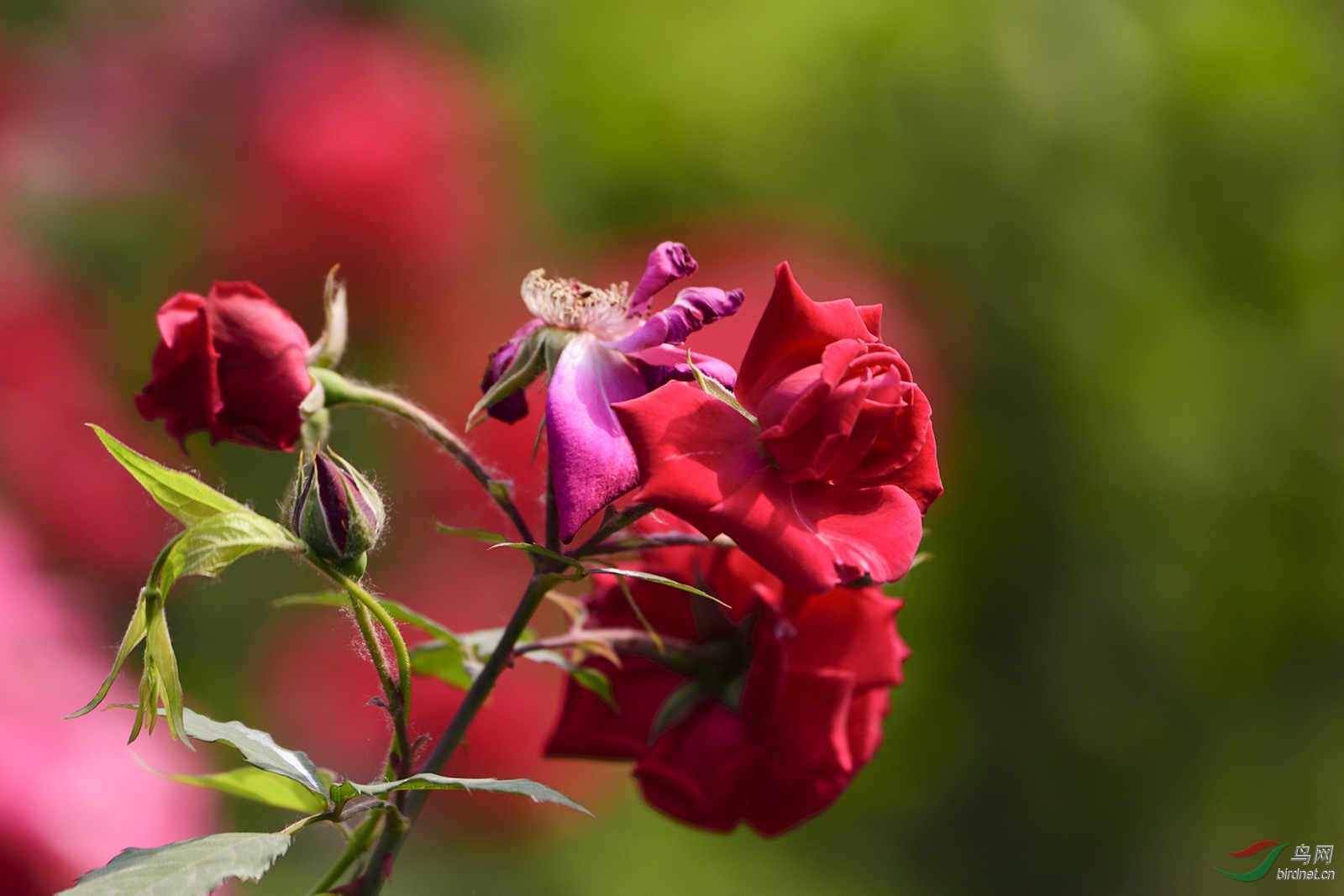 _D5S6965_3082a.jpg