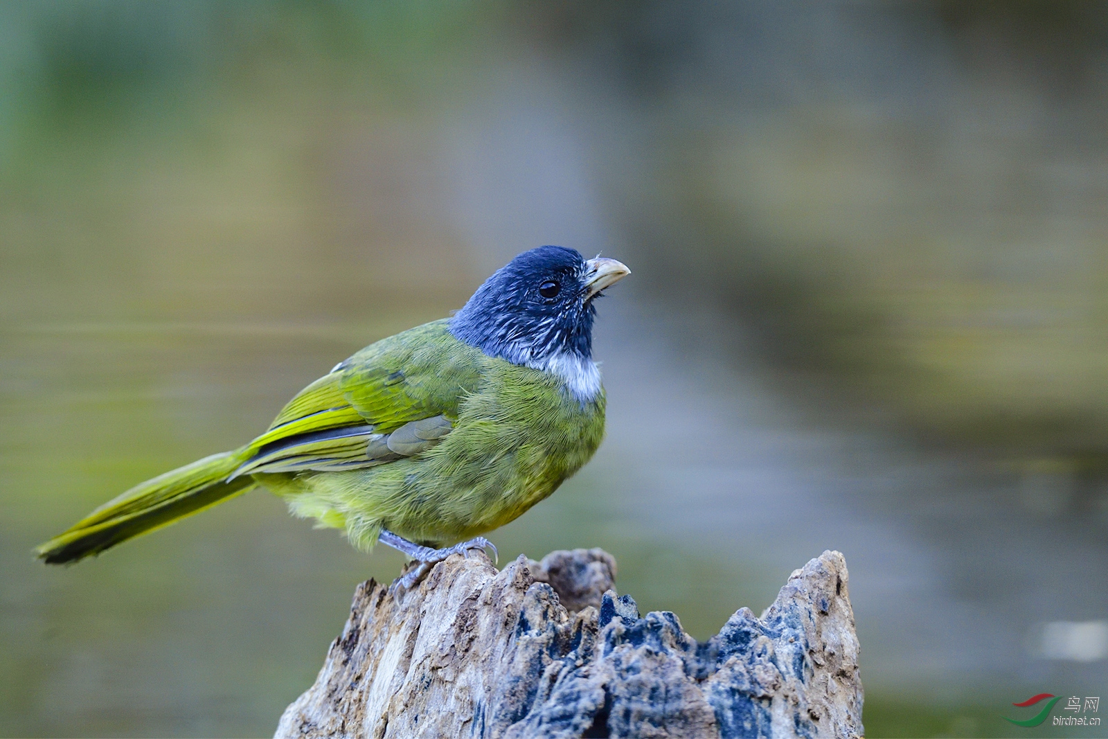 领雀嘴鹎 - 鲁南湖湾拍鸟群鸟网