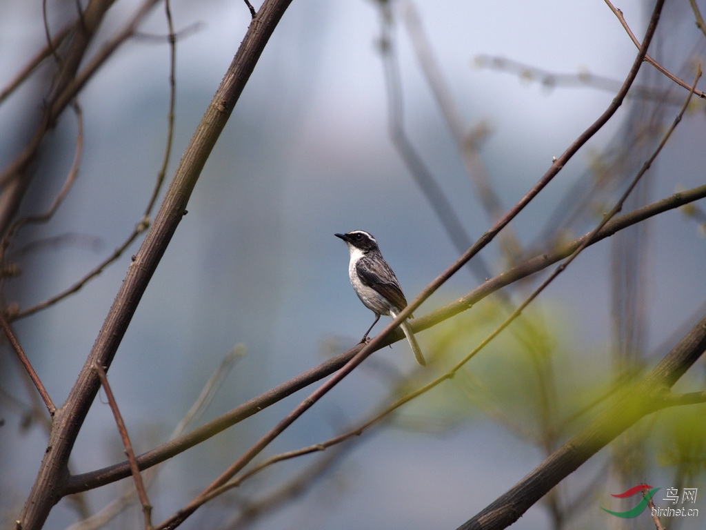 ���Ų�֪��ʲô����ǰ�ĵ�