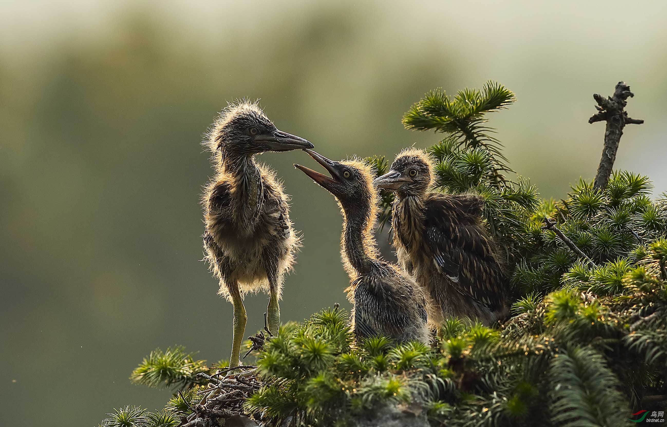 夕阳下的雏鸟 - 上海版 shanghai鸟网