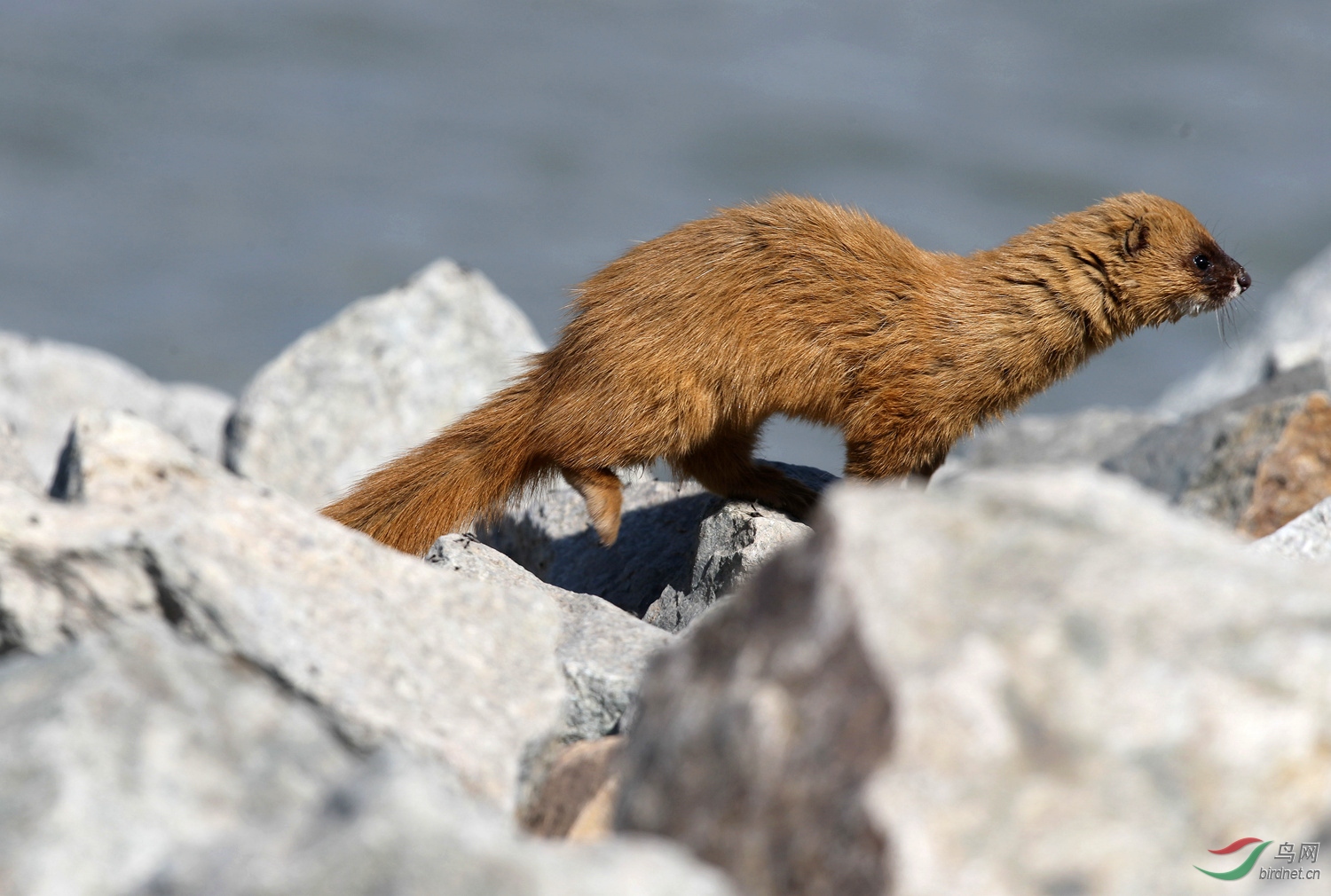 [哺乳] 黄鼬---祝贺首页精华!