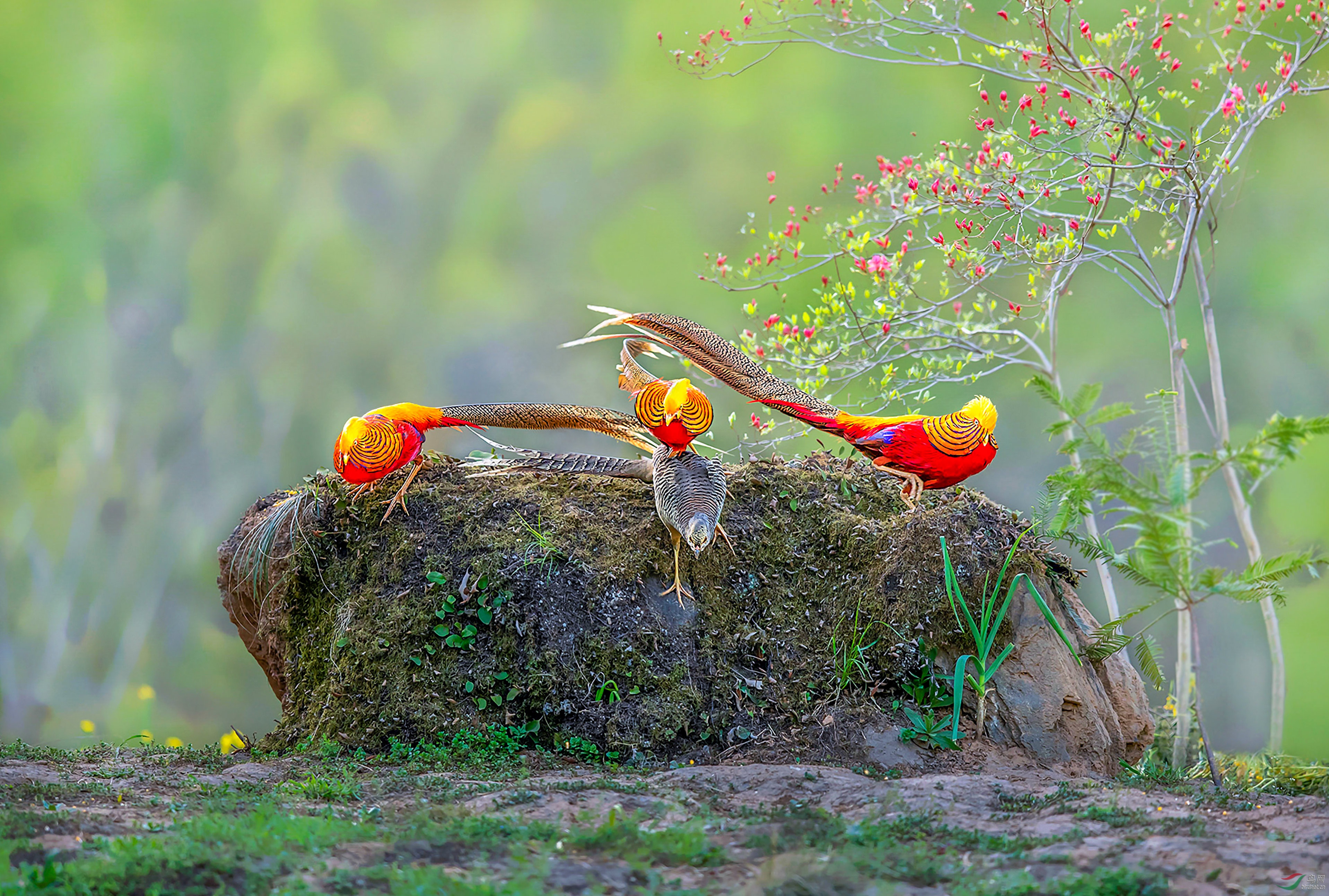 AC1I1927 (4)-�ָ���.jpg