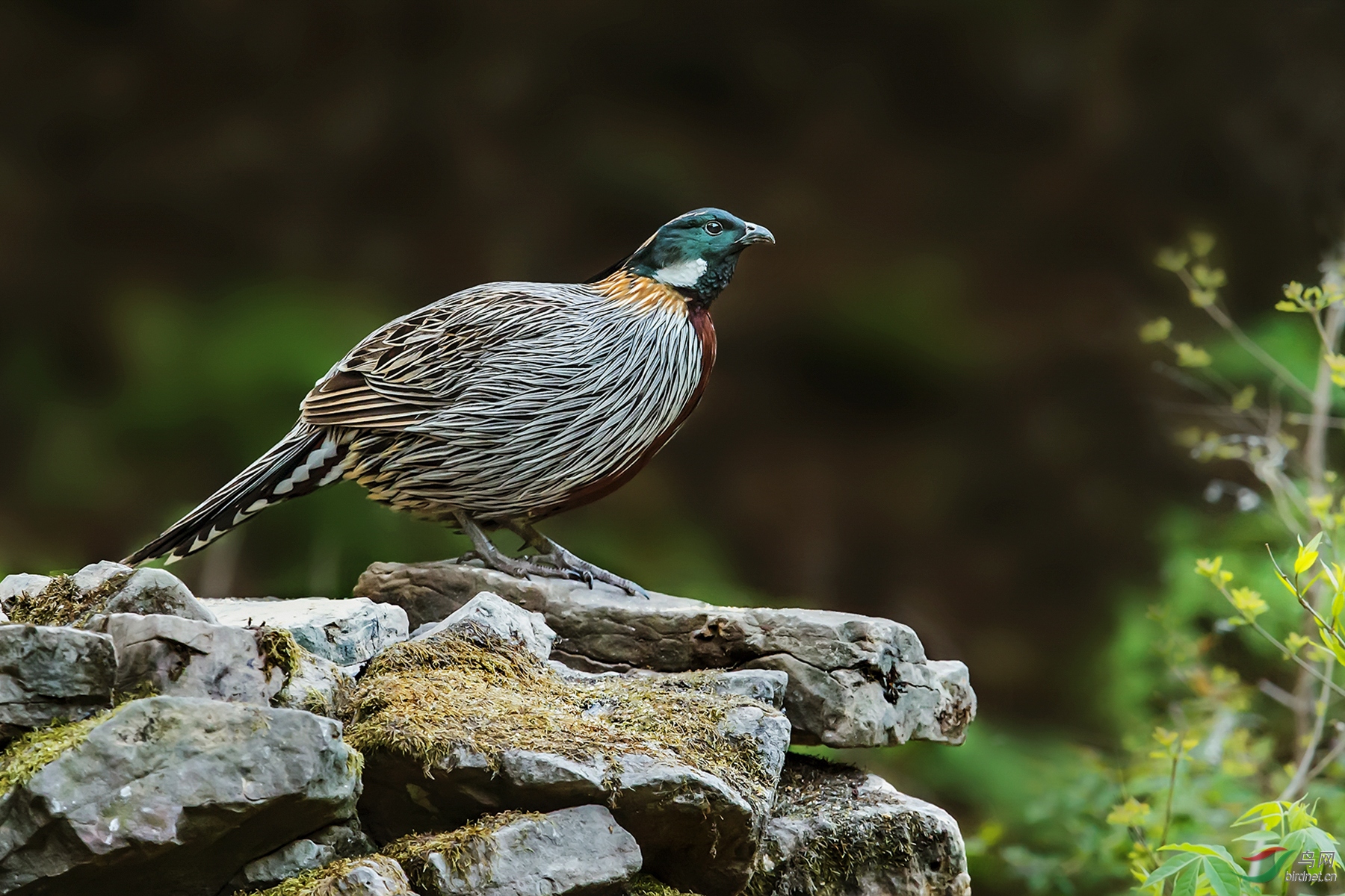 形单影只的勺鸡