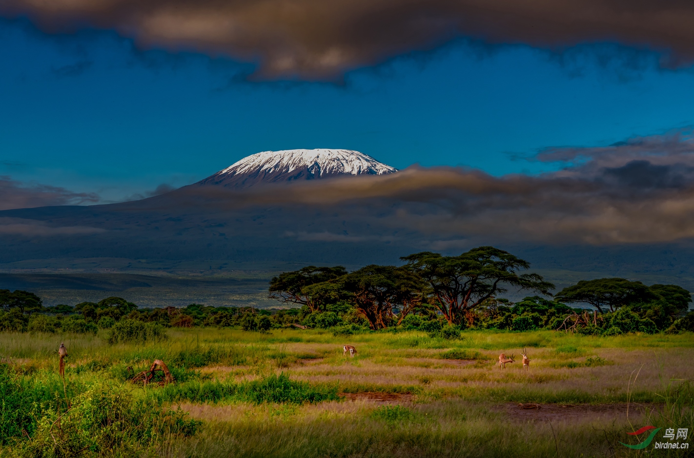 雪山下的精灵乞力马扎罗祝贺荣获首页精华