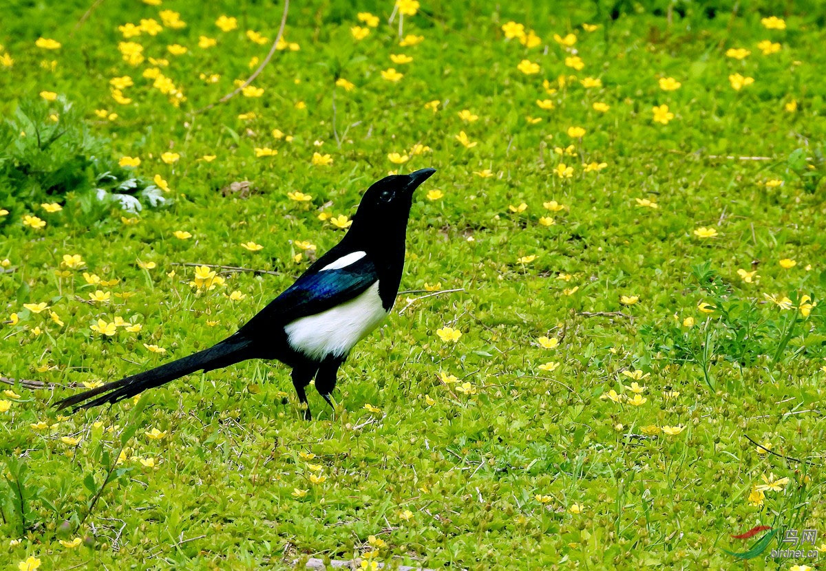 小花丛中的喜鹊