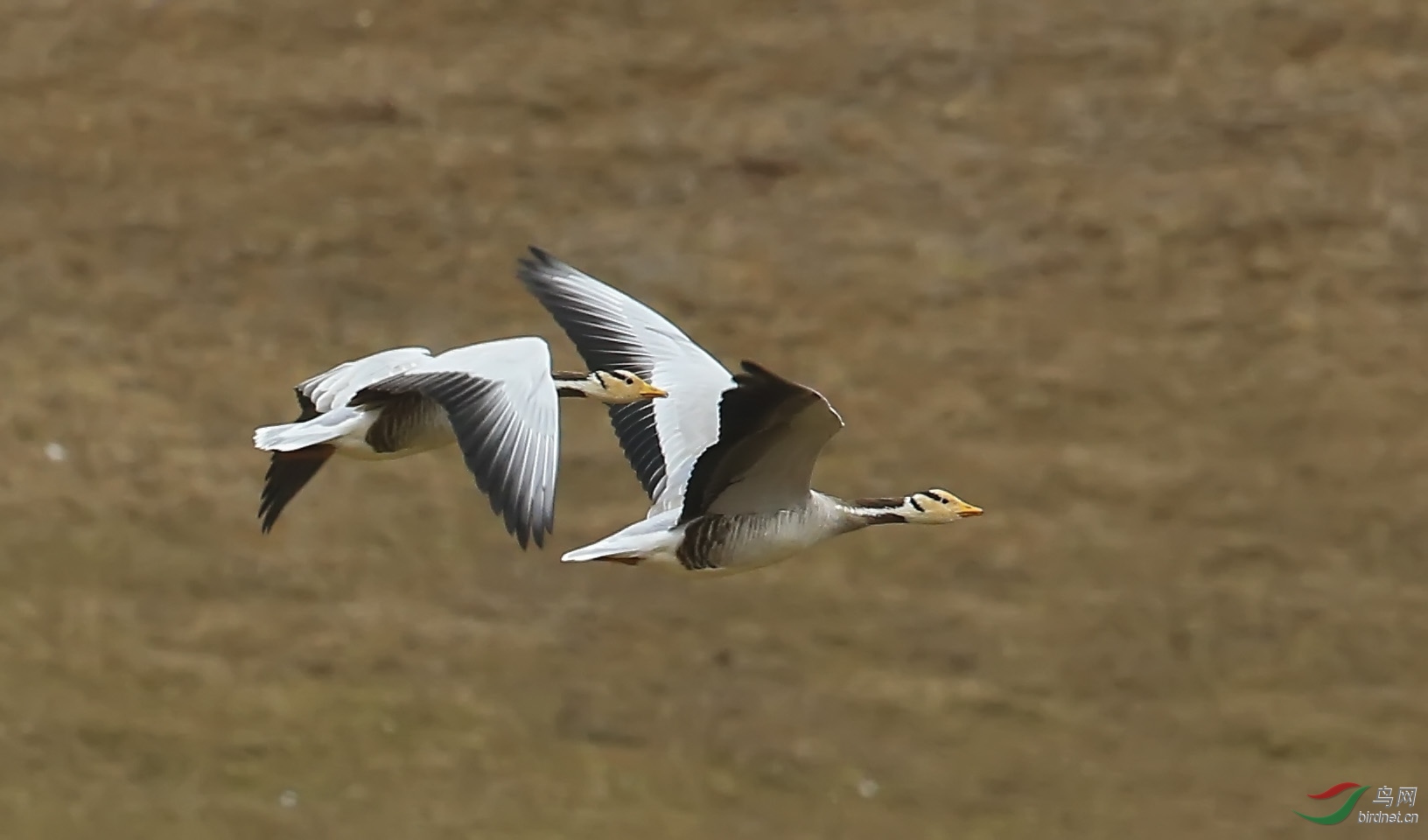 1q���� (1).jpg