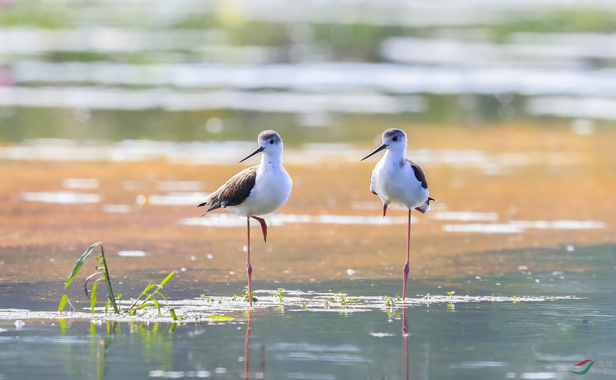 �ڳ᳤����     ��Ӱ����.jpg