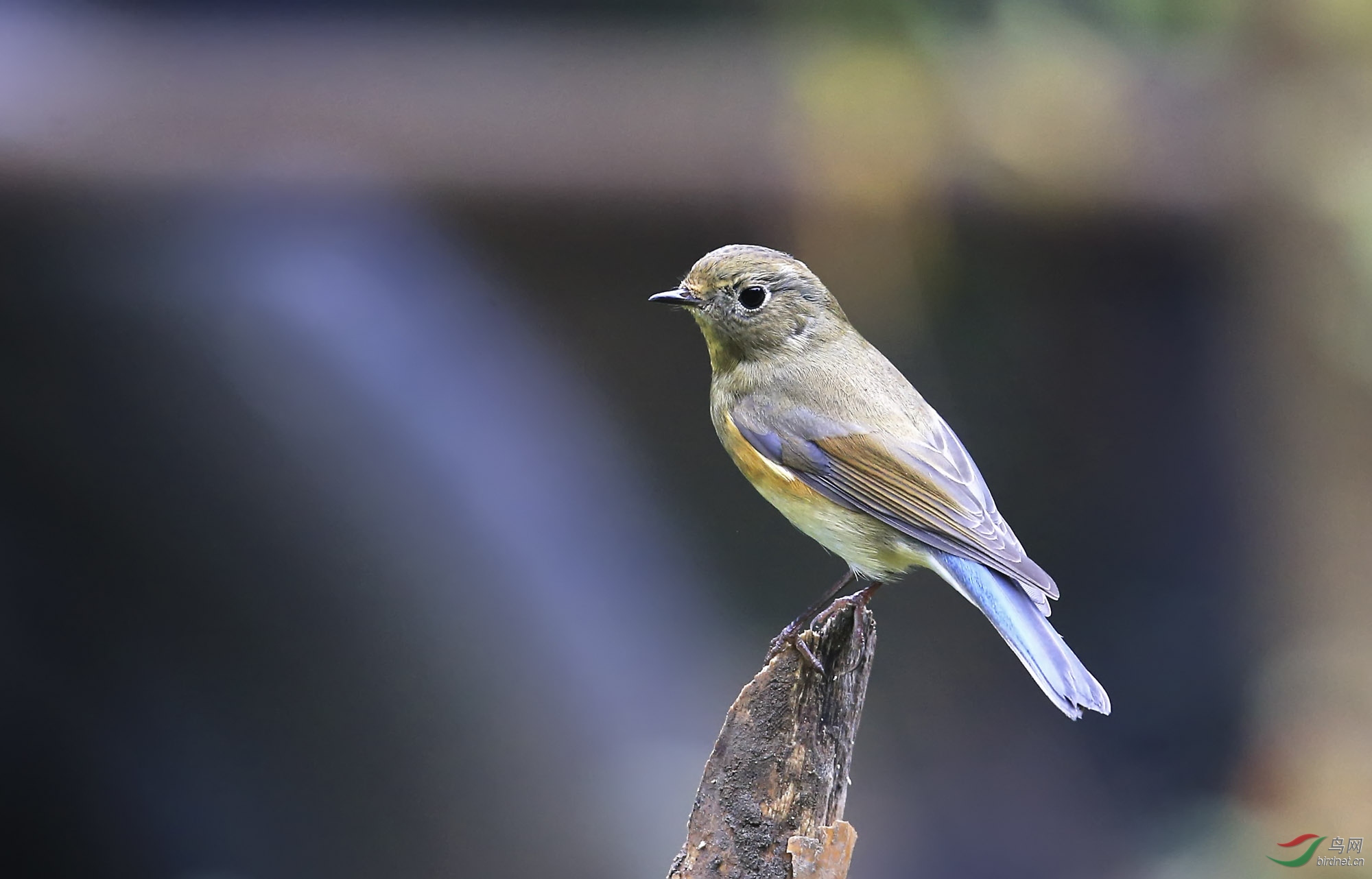 �� в��β�(7).jpg