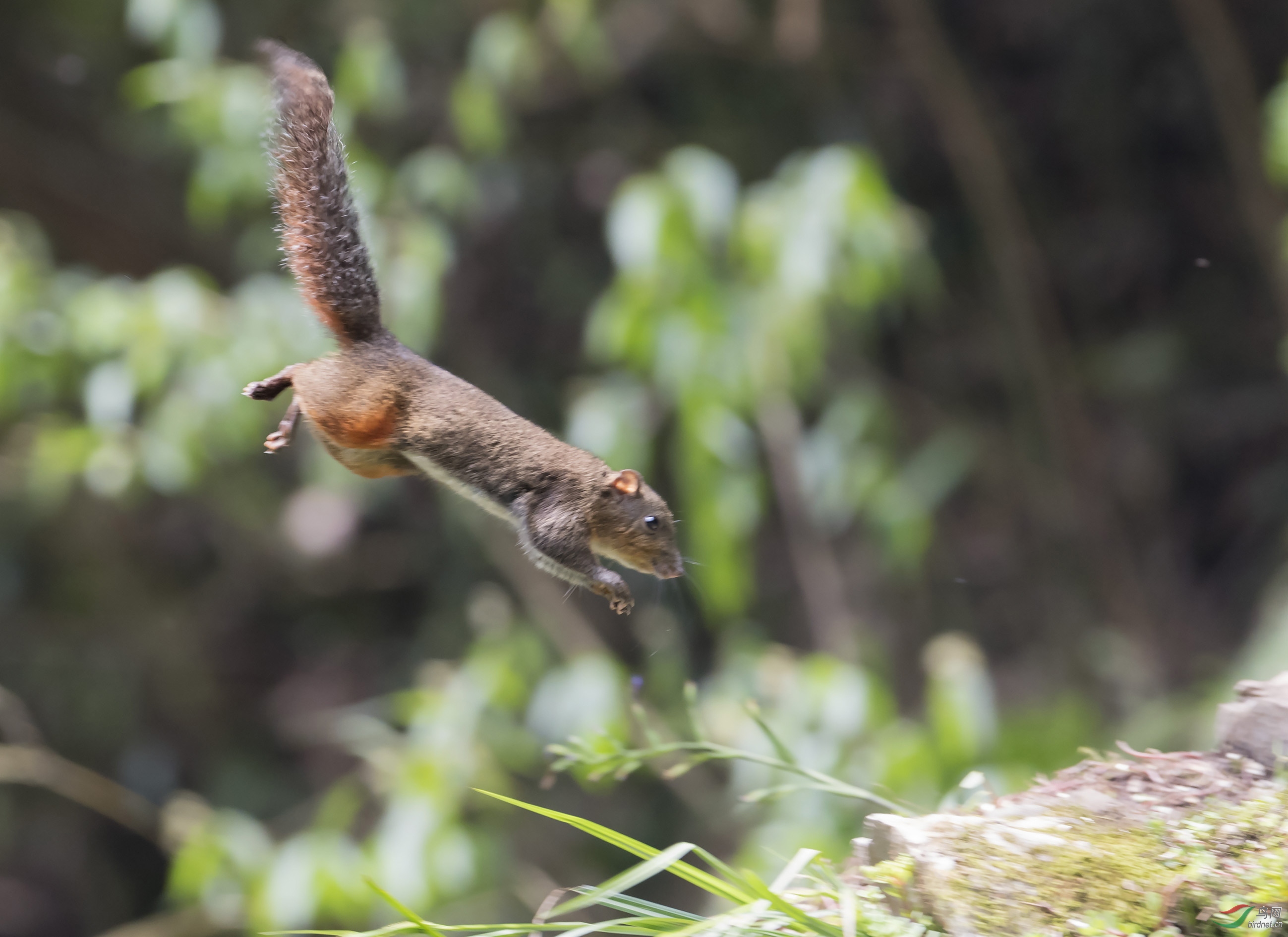 [哺乳] 动与静------红腹松鼠