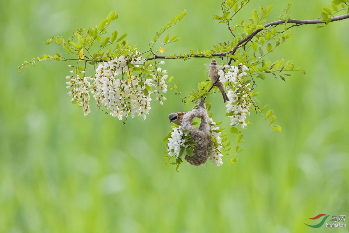五月槐花香 攀雀筑巢忙