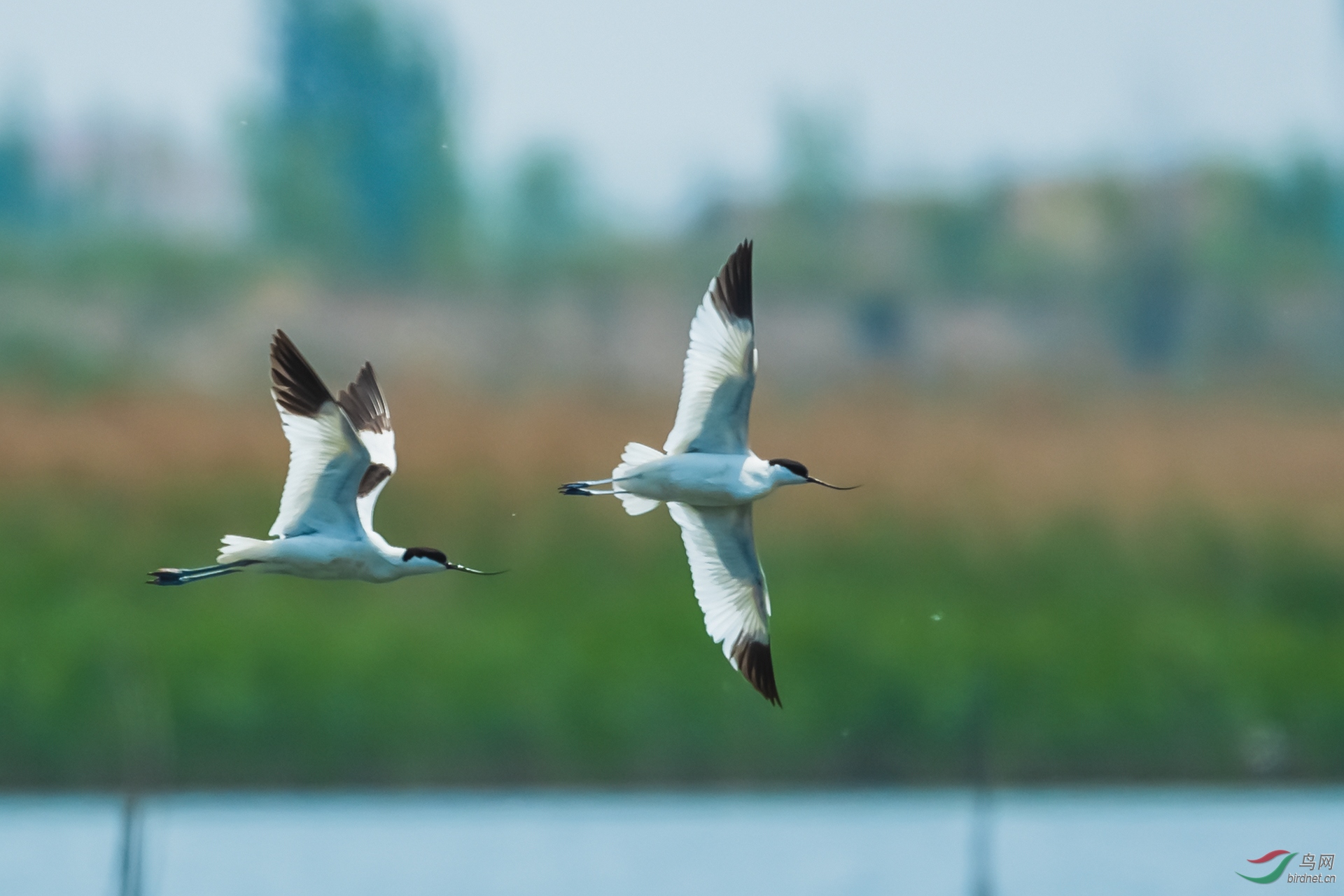 双飞- 青海版 qinghai鸟网