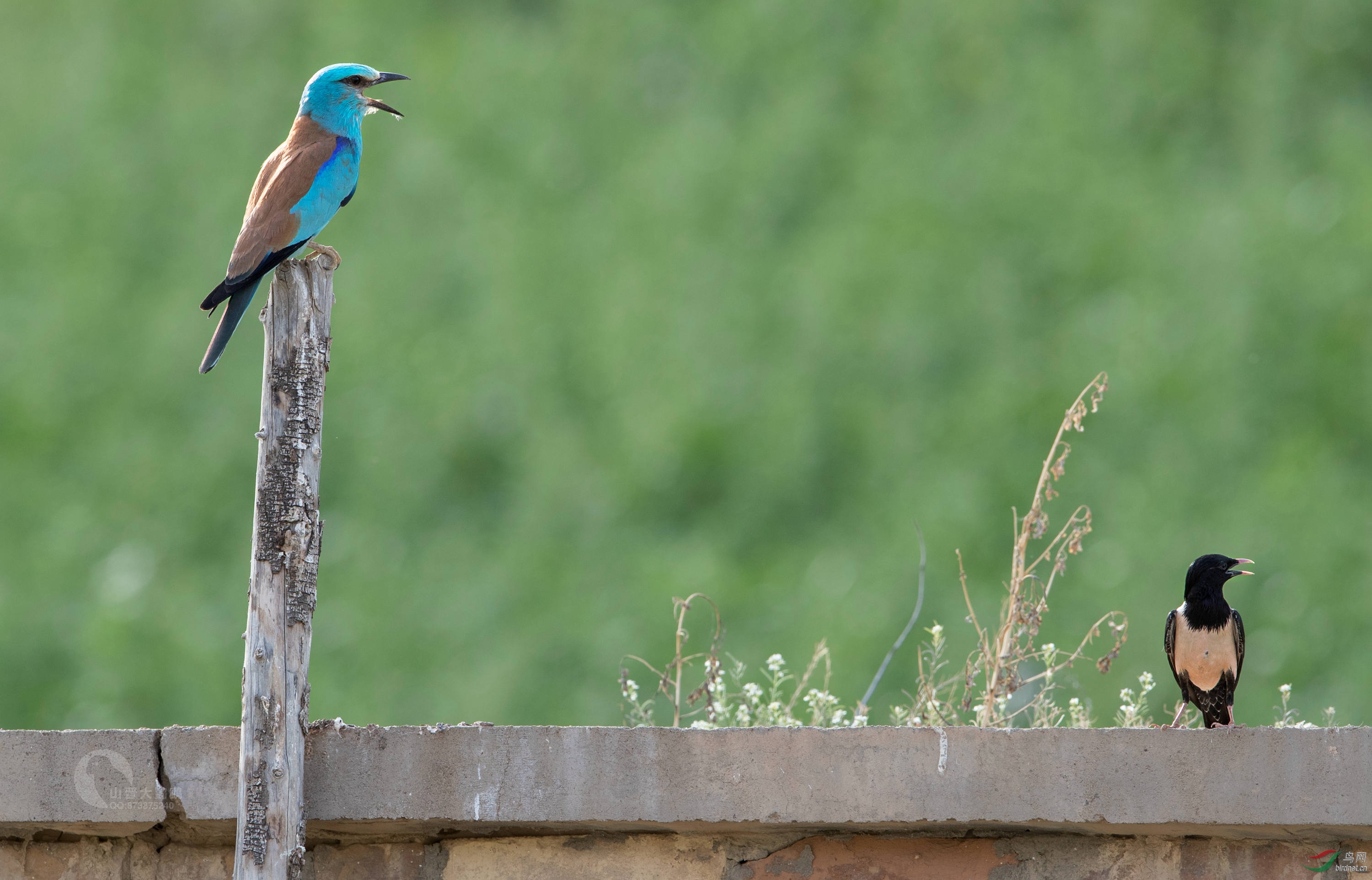 粉红椋鸟在新疆十四十八