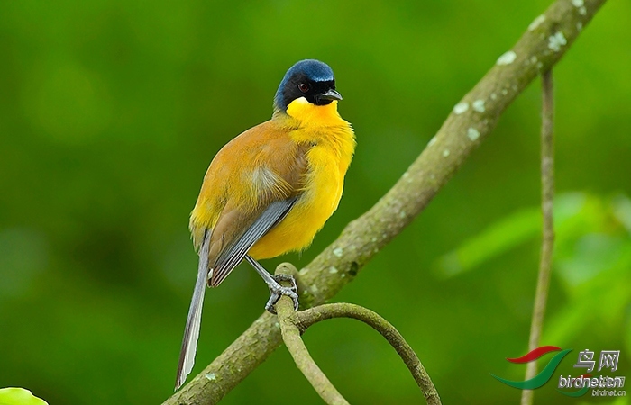 5月23日绶带,小隼,白鹇拍鸟活动召集