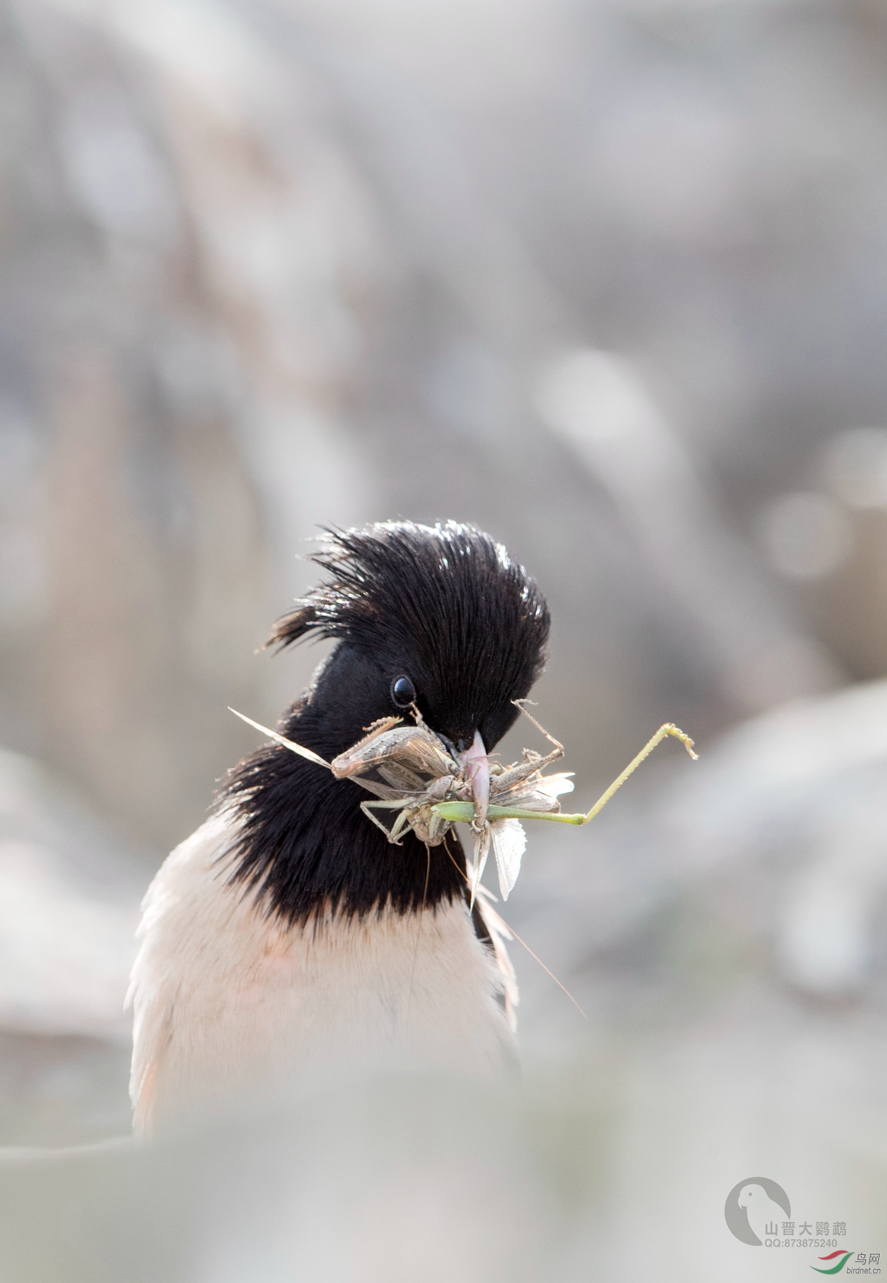 粉红椋鸟在新疆十四十八