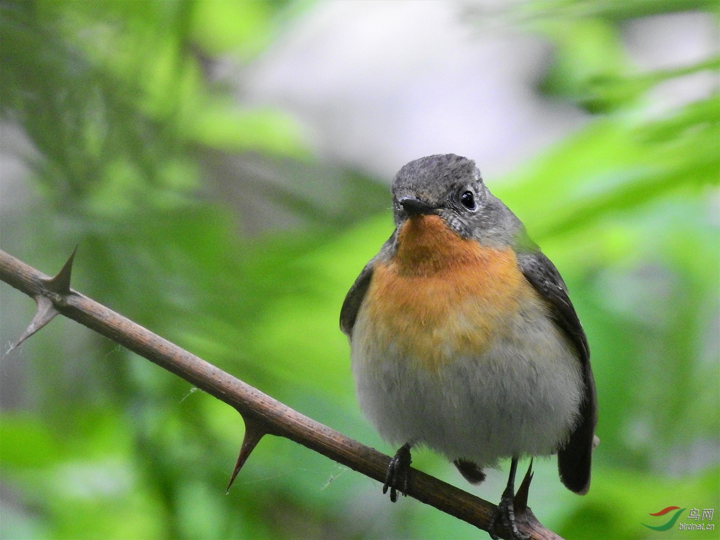 橘黄色胸喉的小鸟请教鸟名