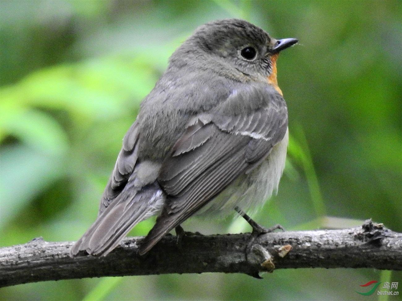 橘黄色胸喉的小鸟请教鸟名