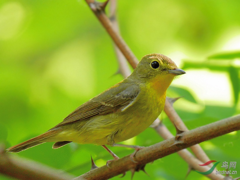 P2480033 - ����.JPG