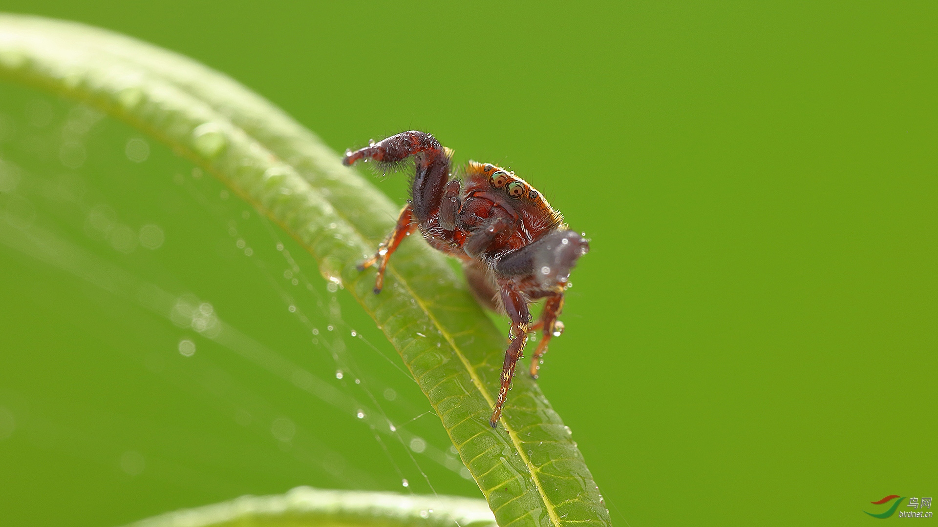 小精灵18 - 昆虫与微距鸟网