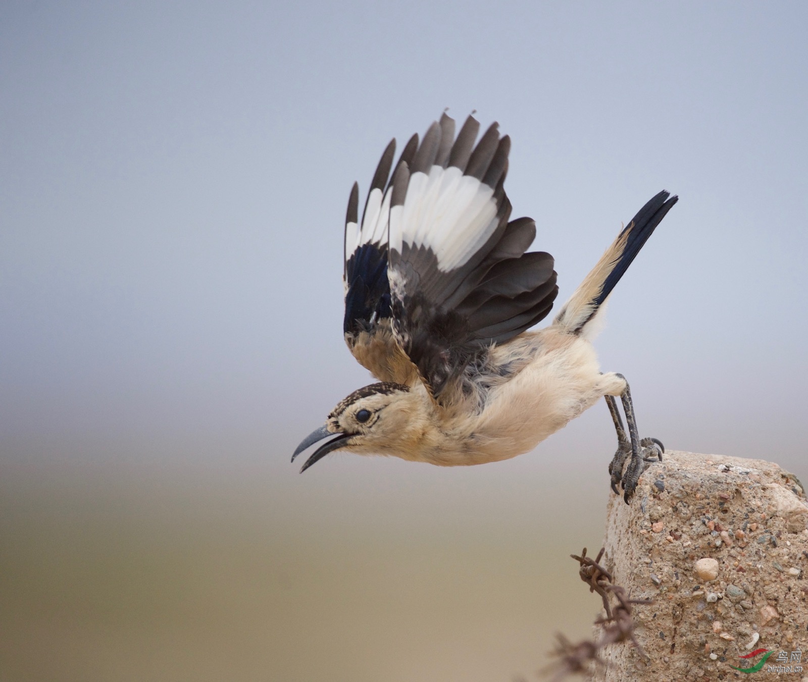 ��β��ѻ (57).jpeg