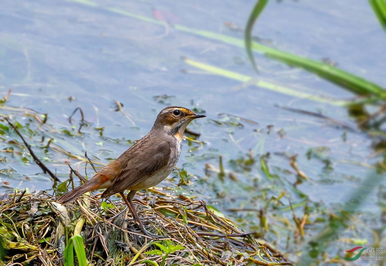 DSC_3224.jpg