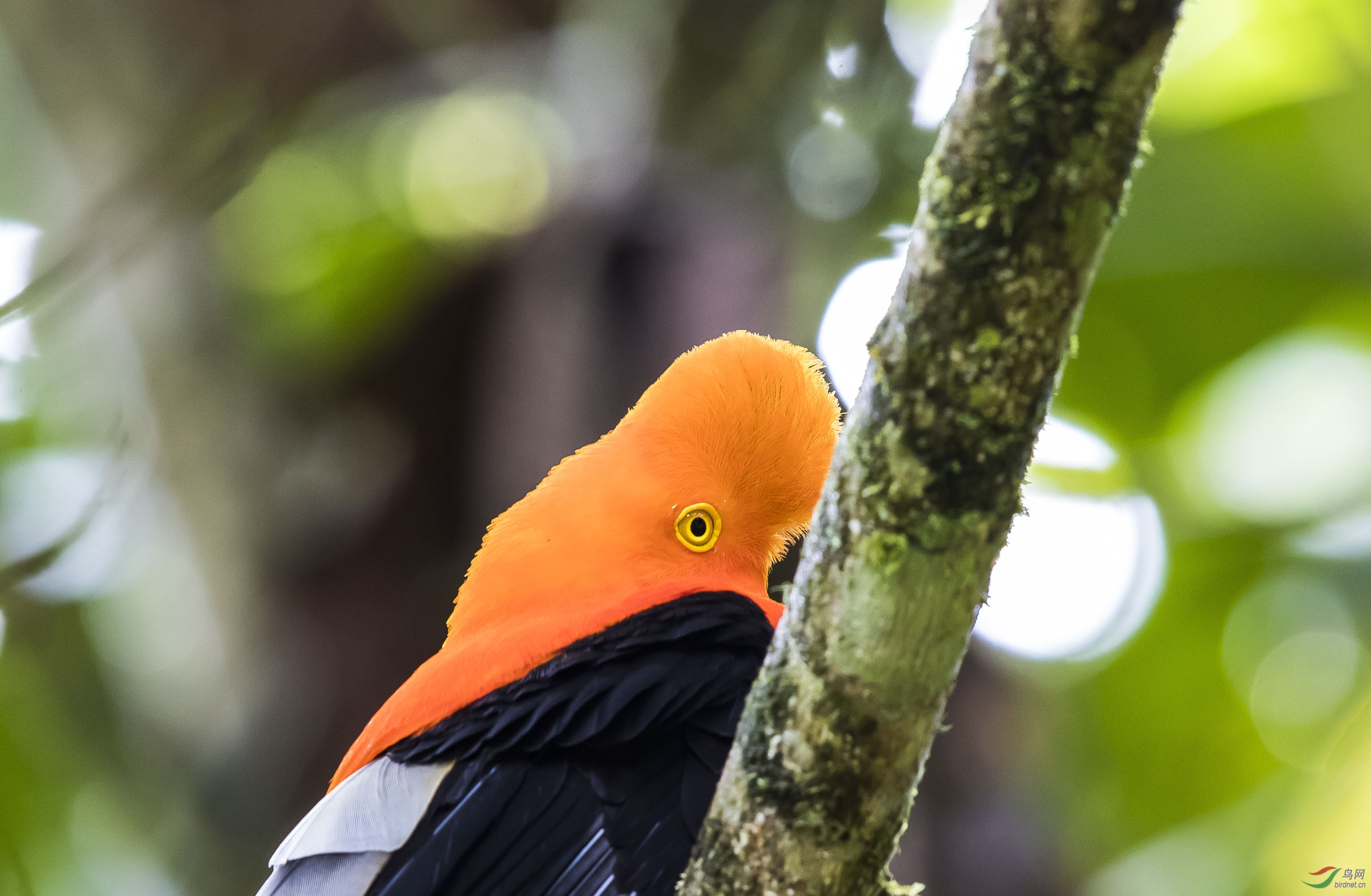 橙色安第斯冠伞鸟