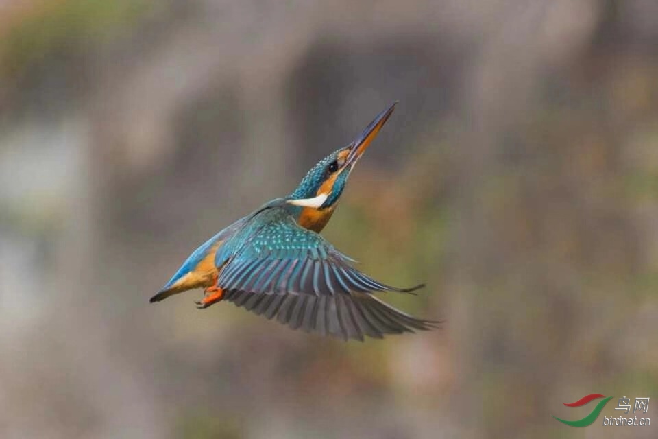 _201812031022192 (48).jpg