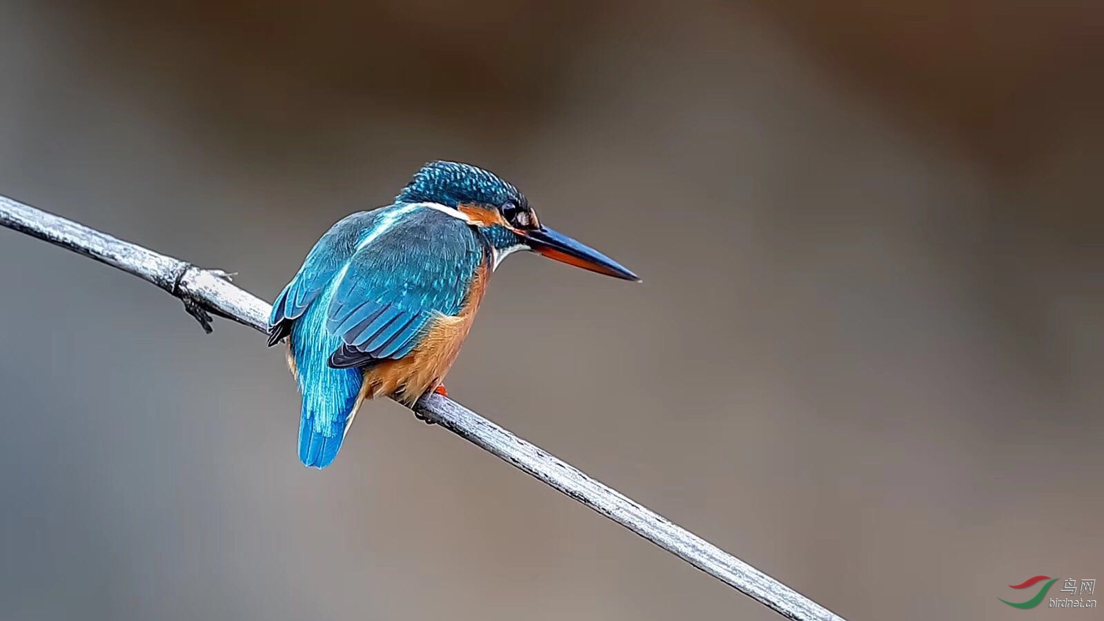 _201902111236516 (6).jpg