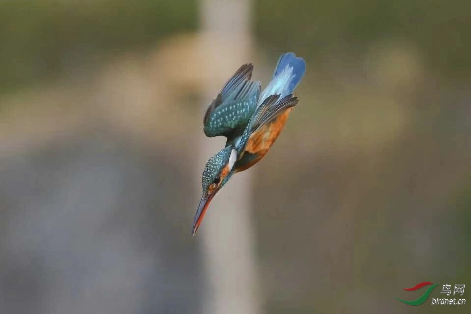 _201812031022192 (60).jpg