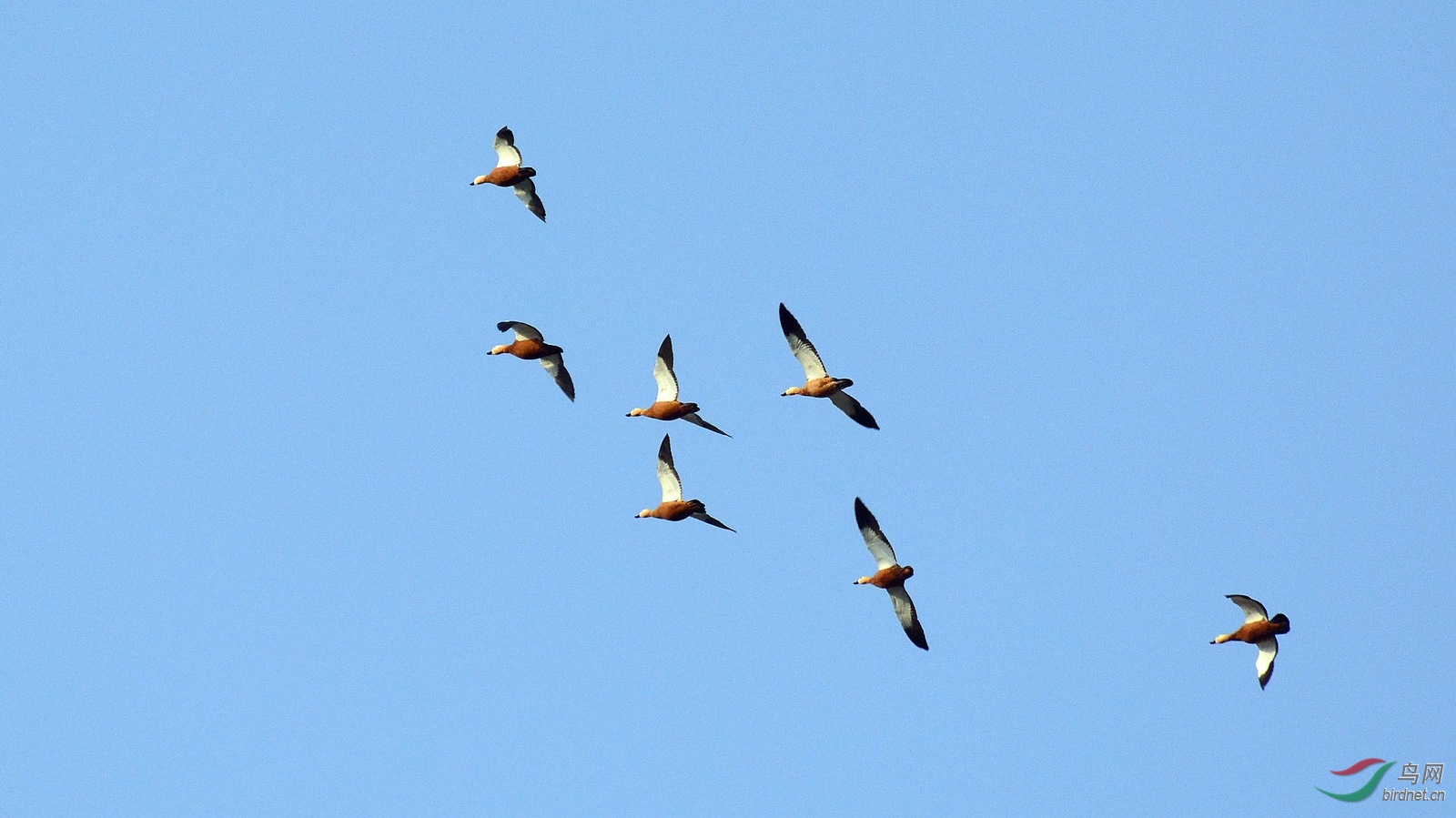 赤麻鸭群飞 2