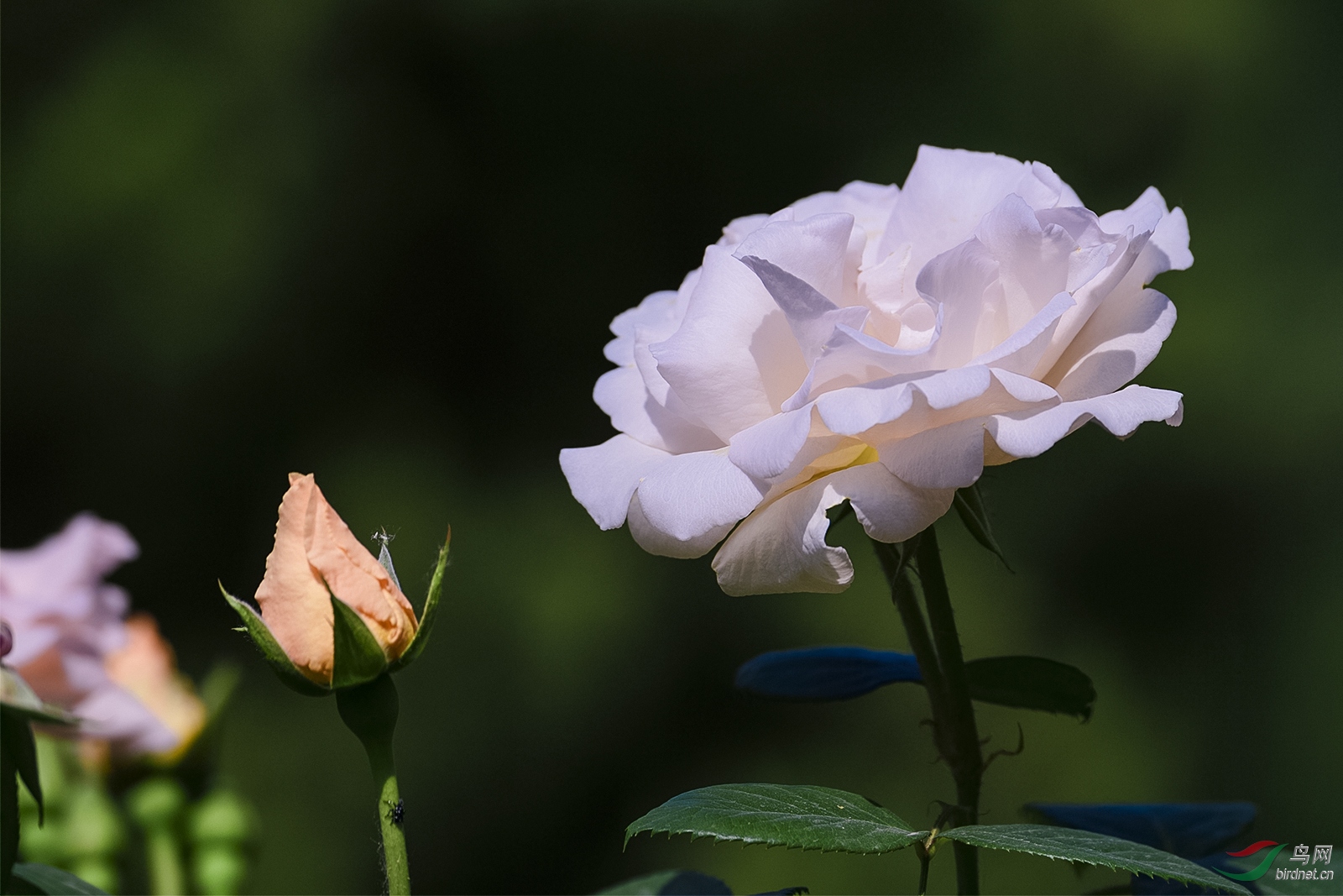 _D5S6859_3054a.jpg