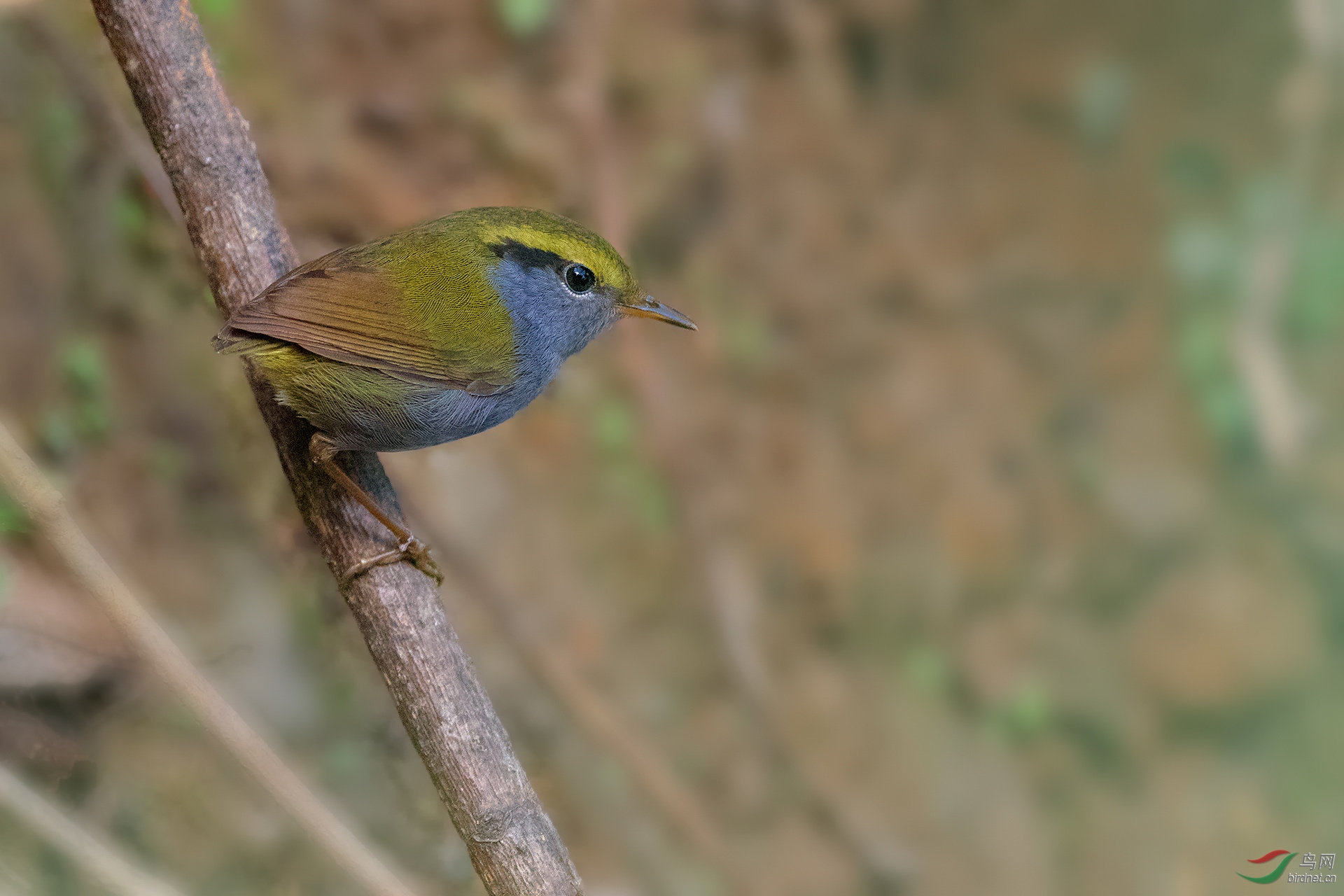 _DSC6520-1.jpg
