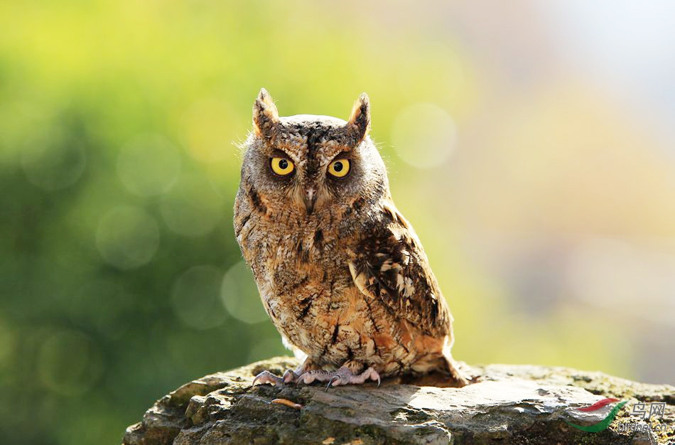 Сè ��������С��.jpg