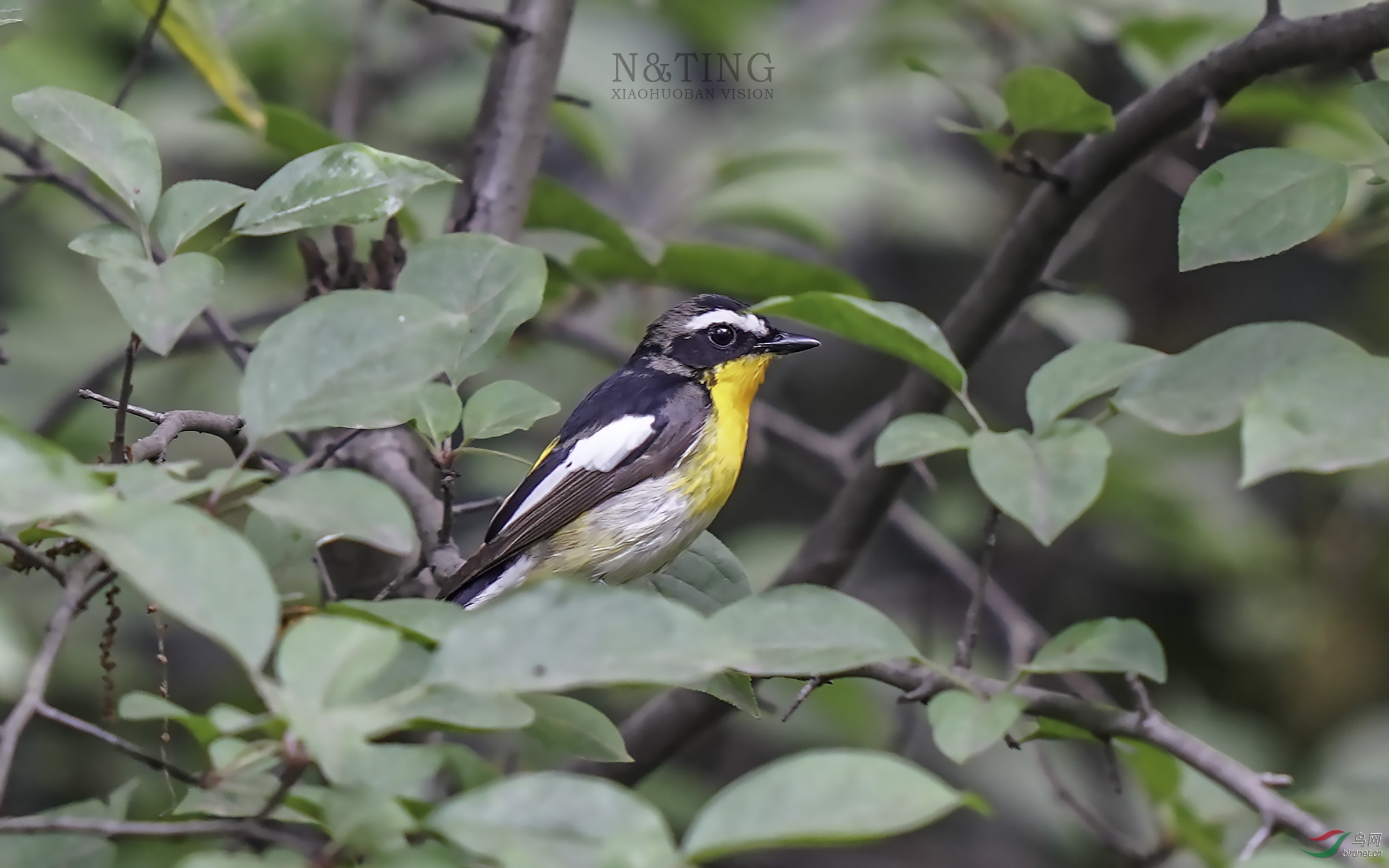 白眉姬鶲 - 林鳥版鳥網