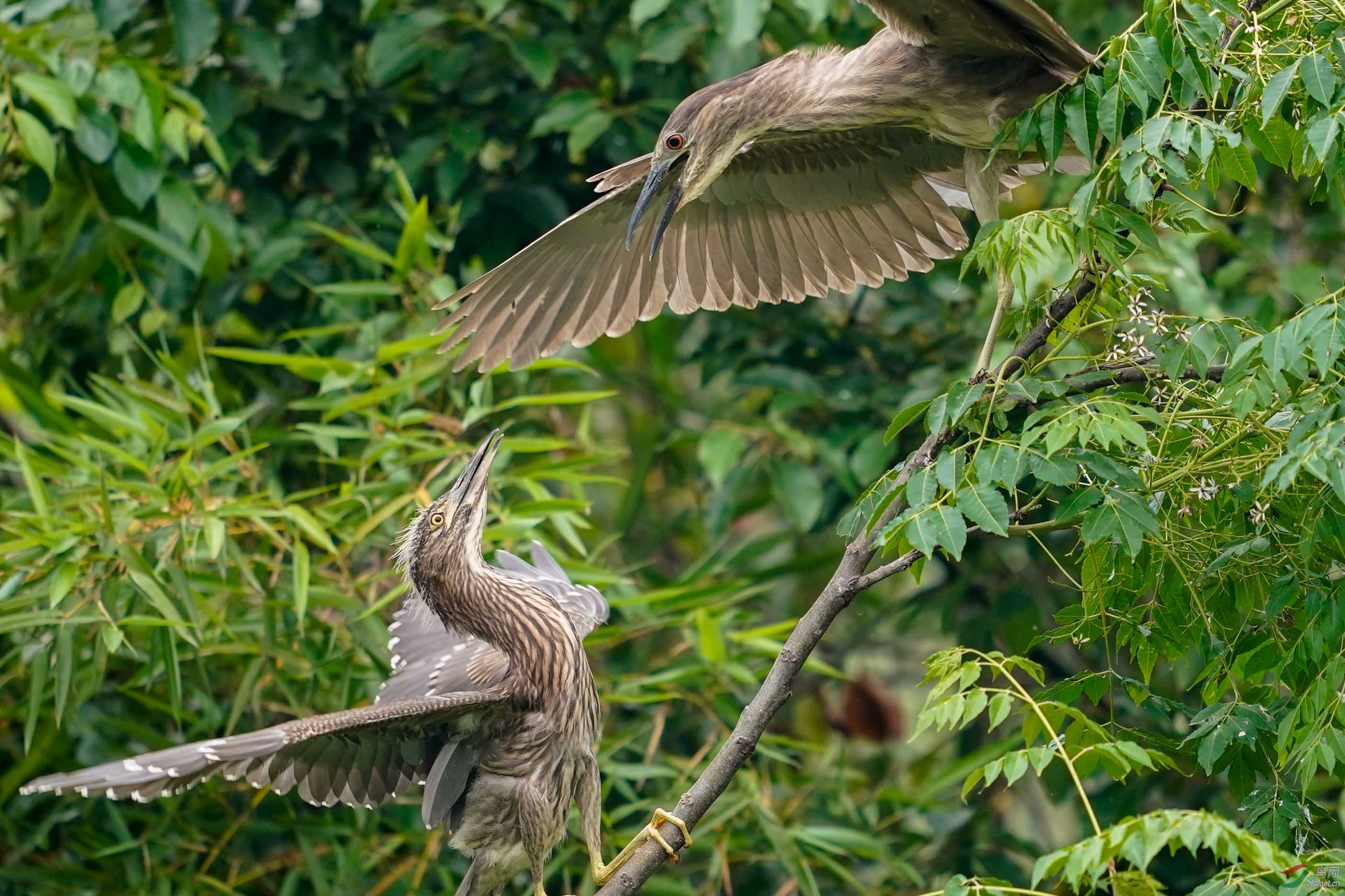 С���ӣ�˭��˭����