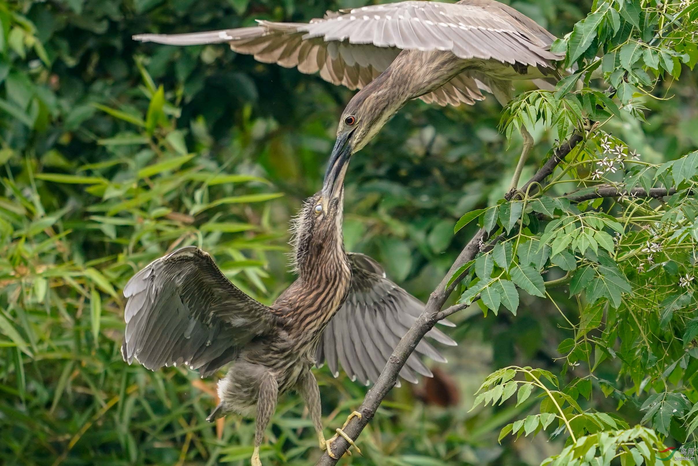 ����ӣ��²��£�