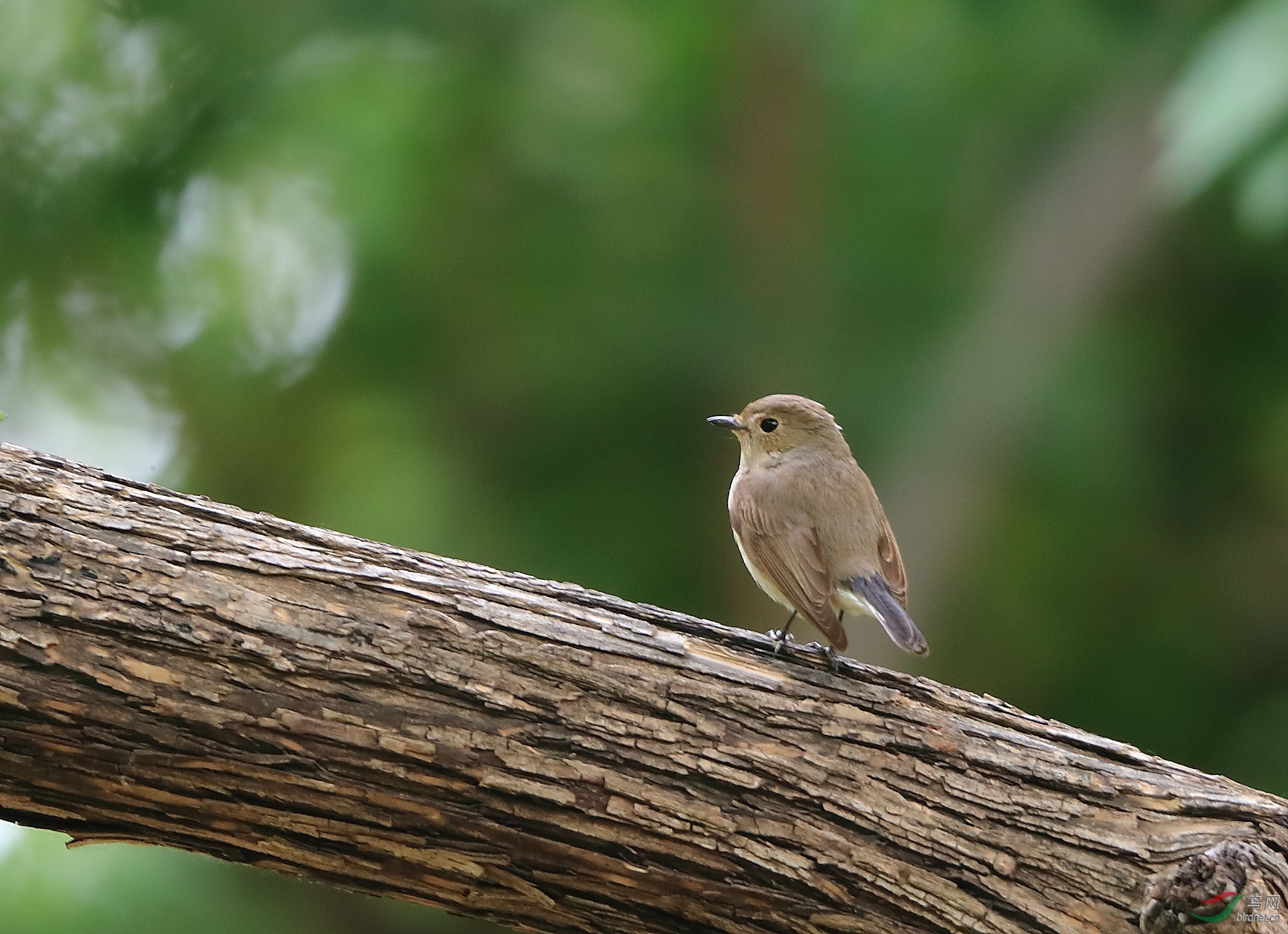 眺望红喉姬鹟雌鸟
